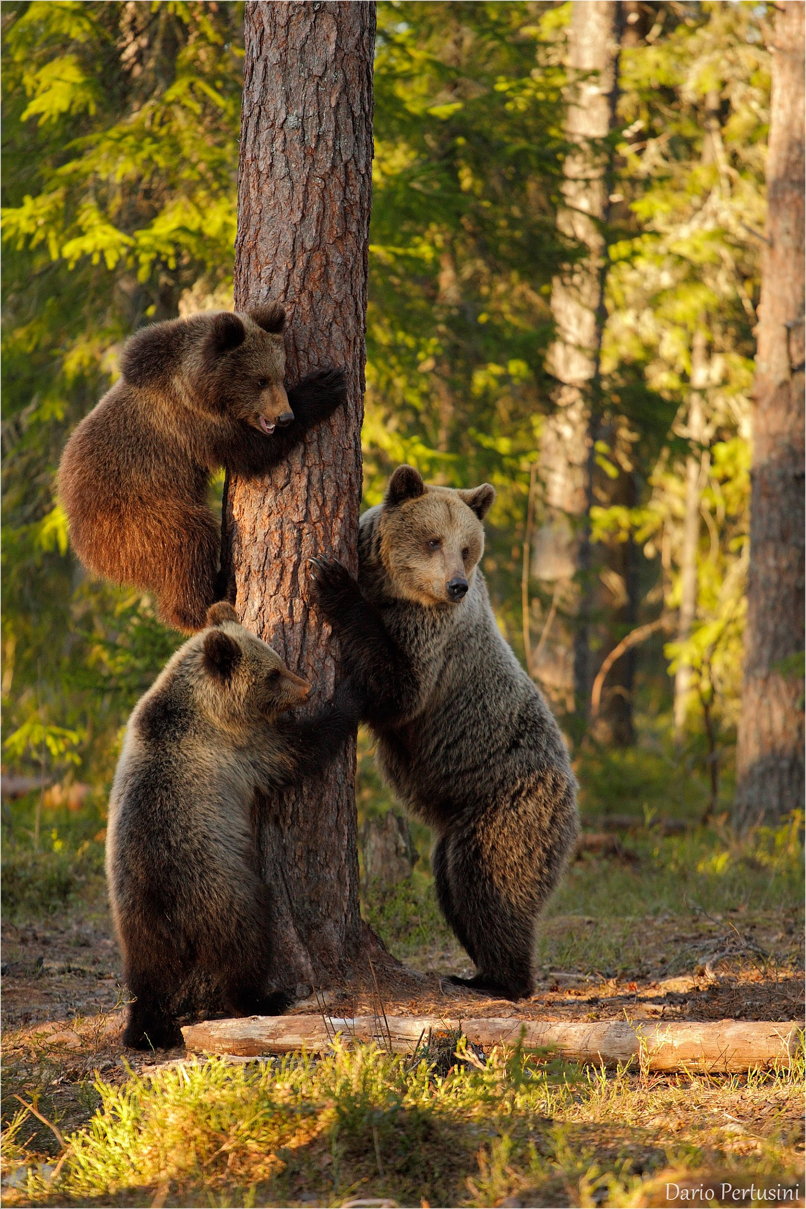Mamma orso con orsacchiotti...