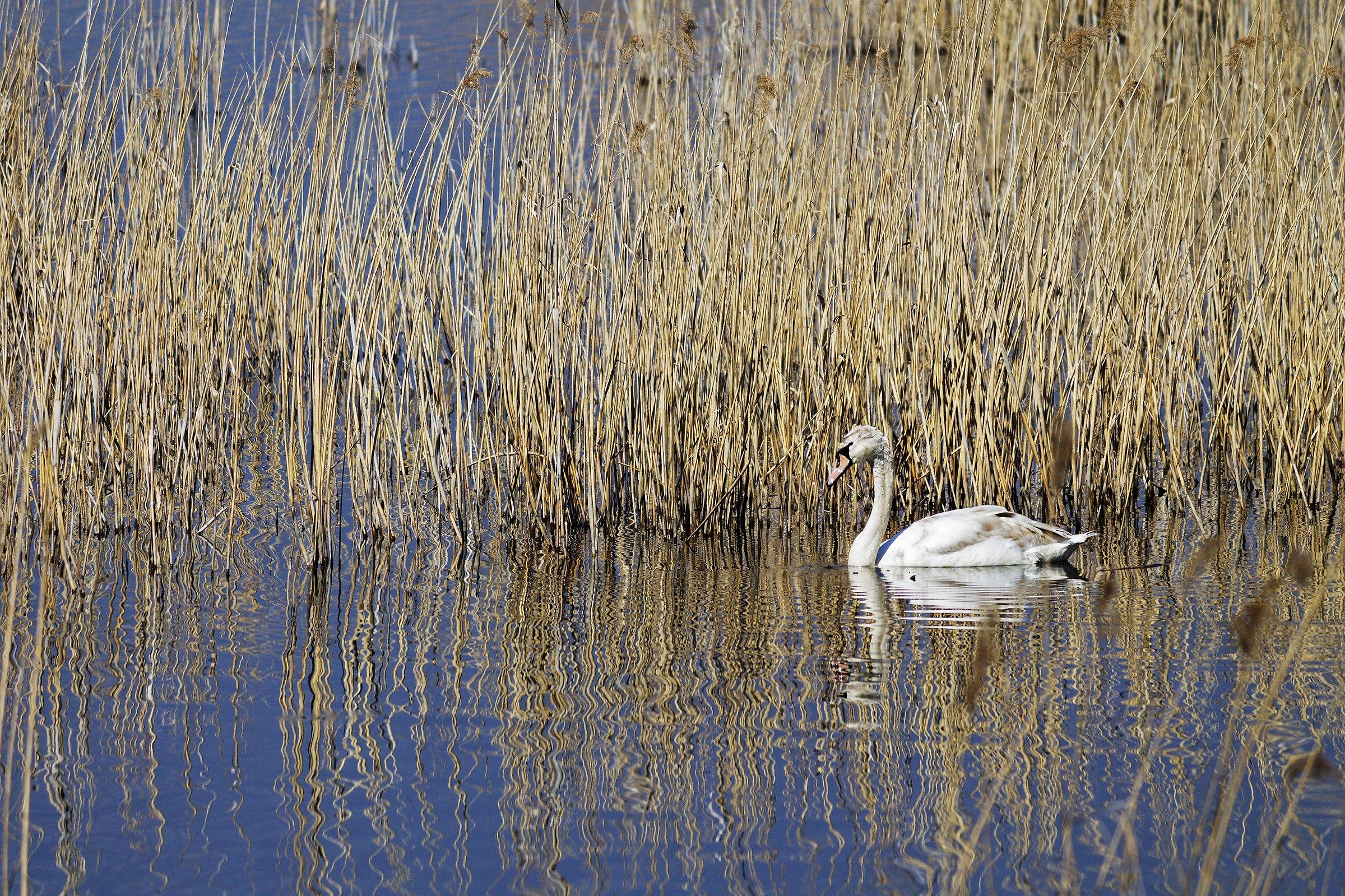 Cigno Reale Ambientato