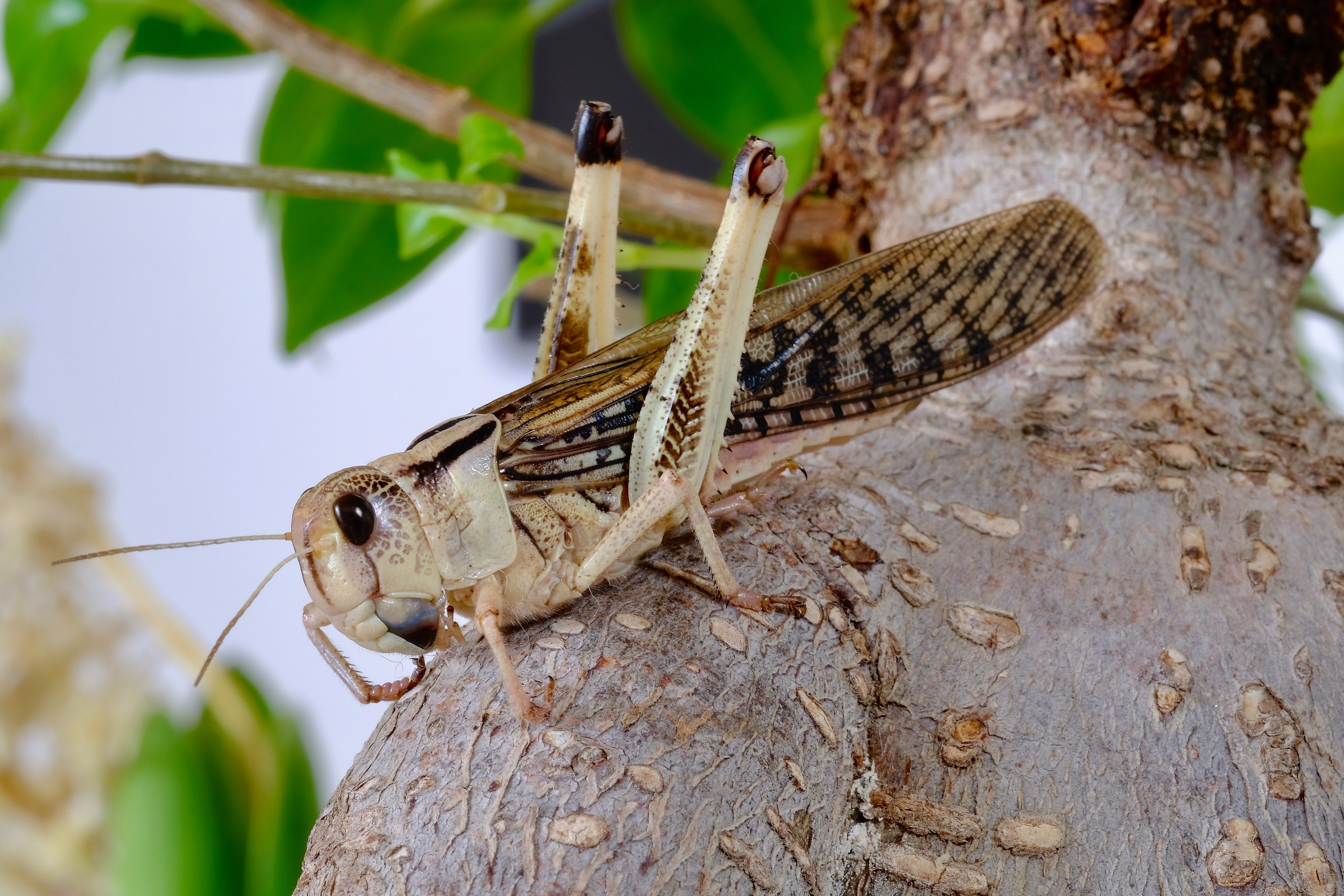 Locusta Migratoria