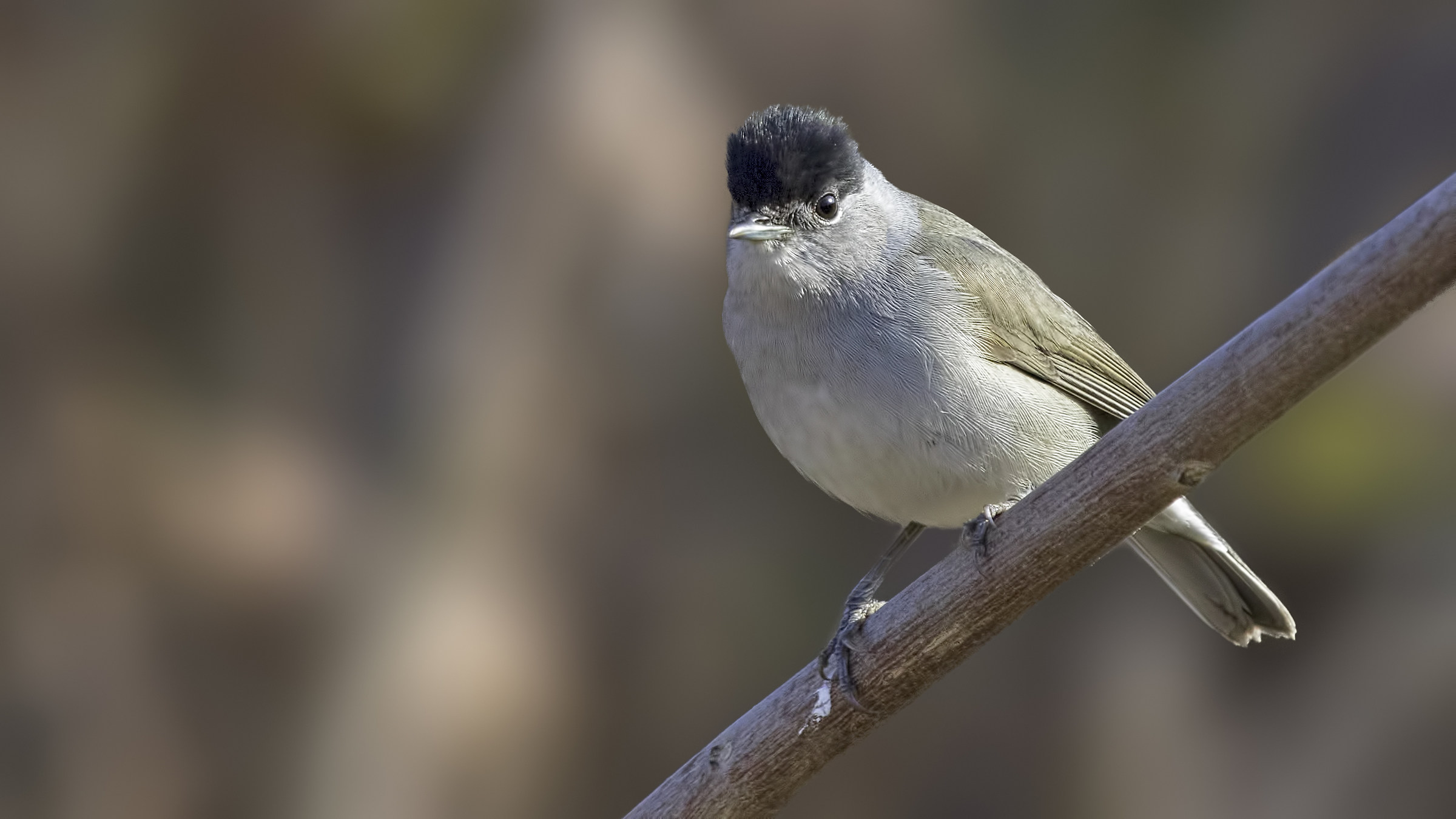 Black Cap-Sylvia atricapilla