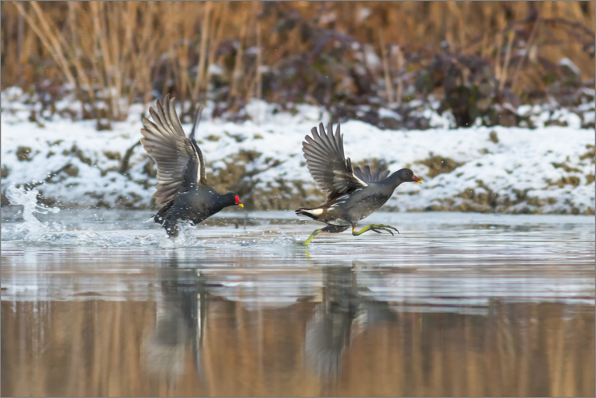 moorhens ... on the run