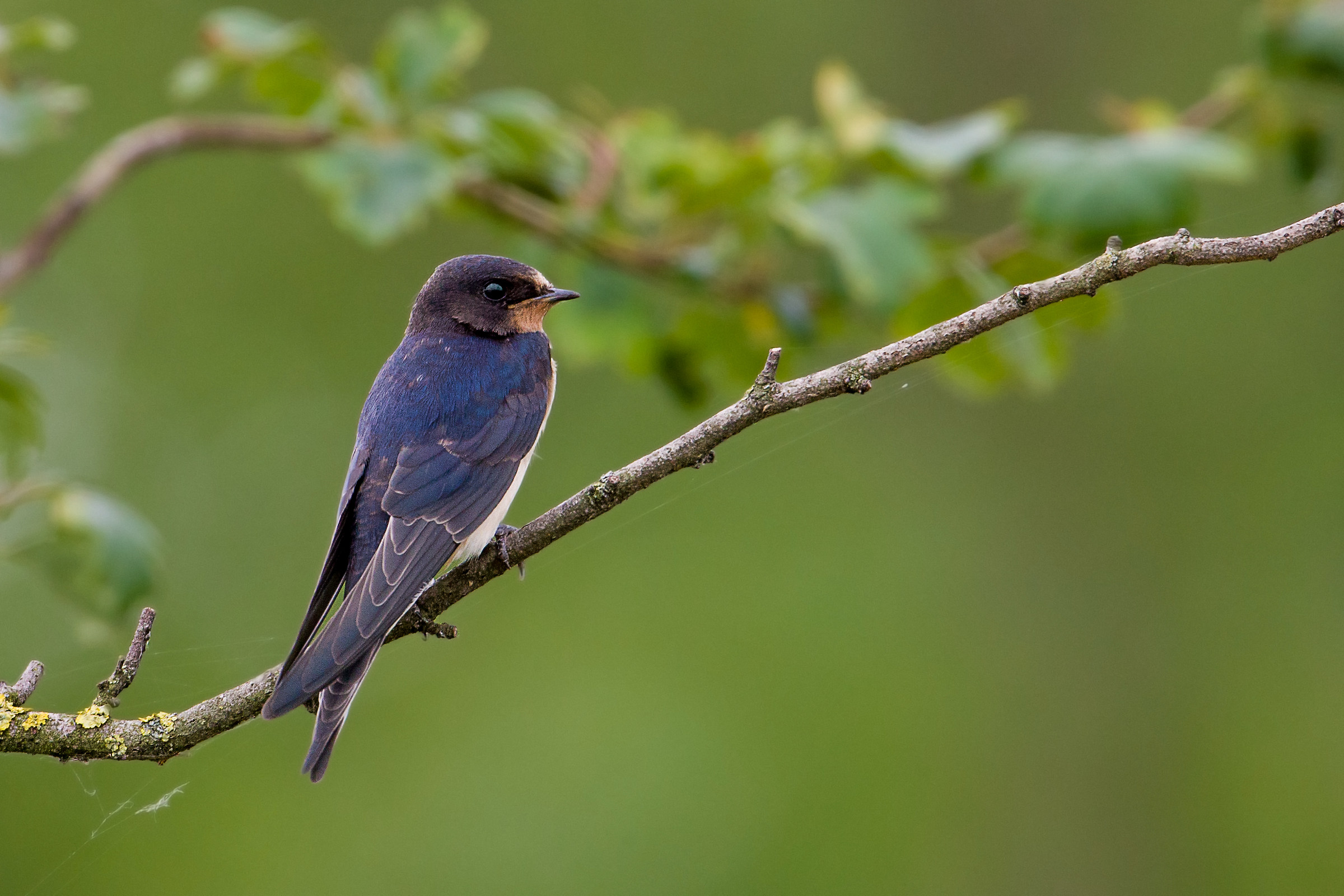Rondine a Spino d'Adda