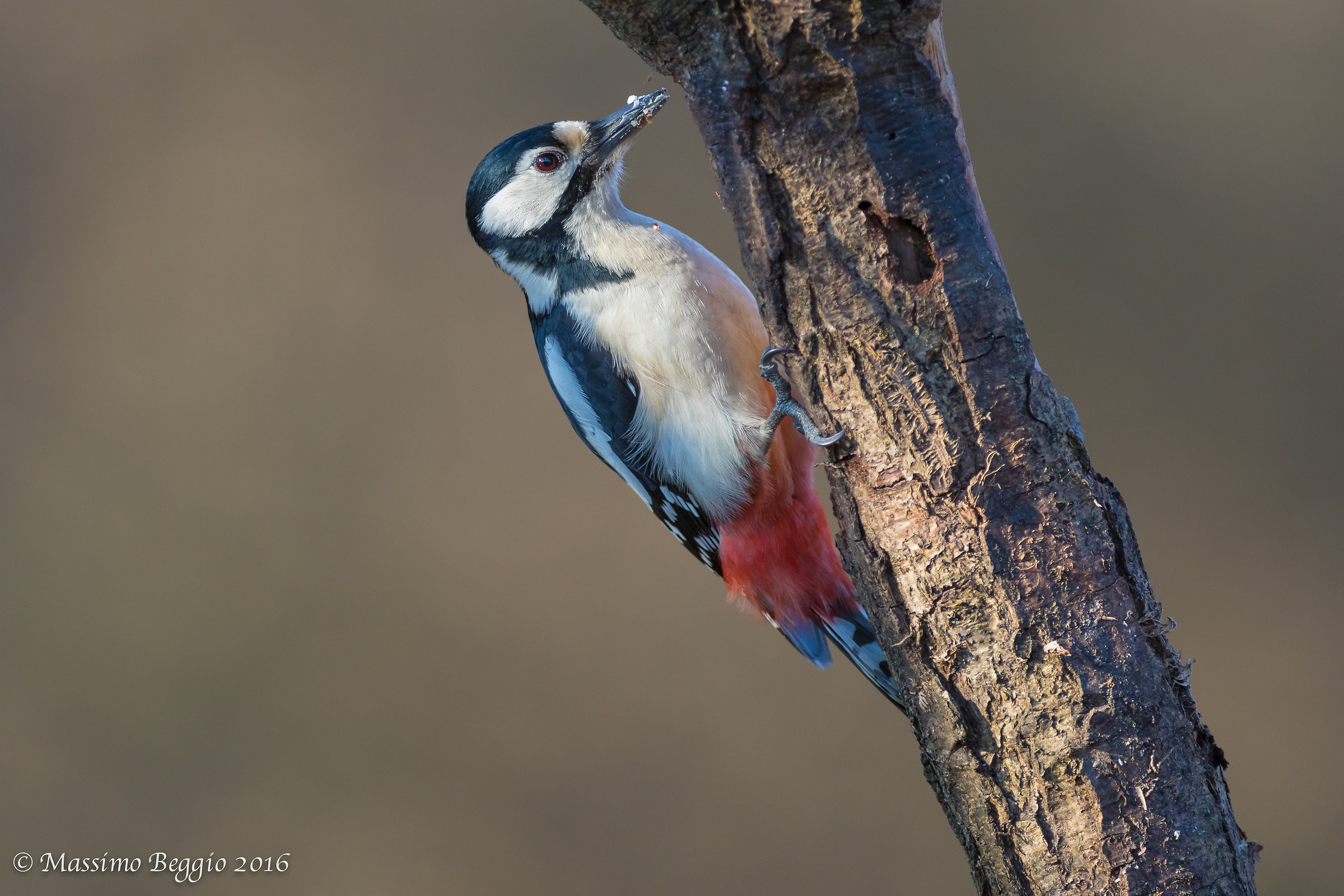 Spotted woodpecker