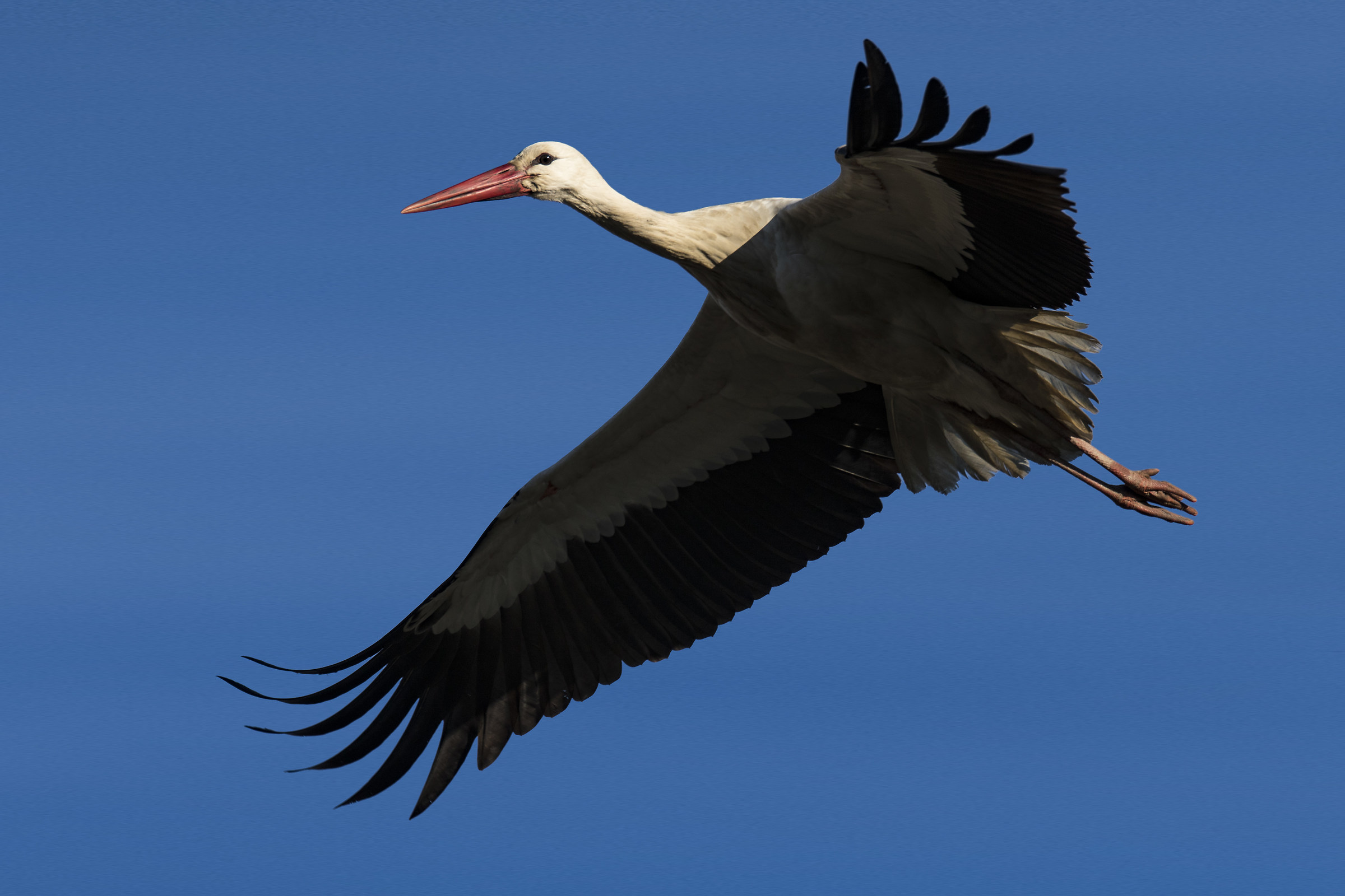 Stork
