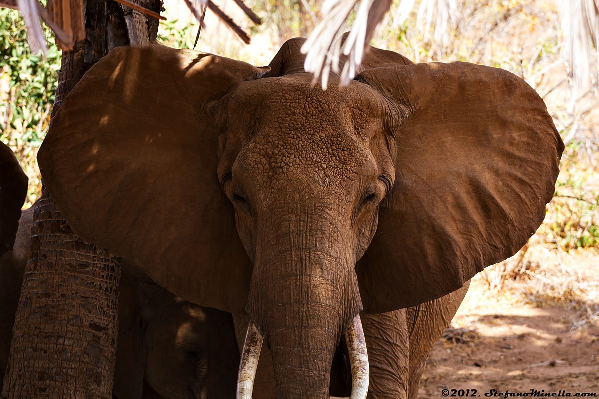 Elefante Africano di fronte