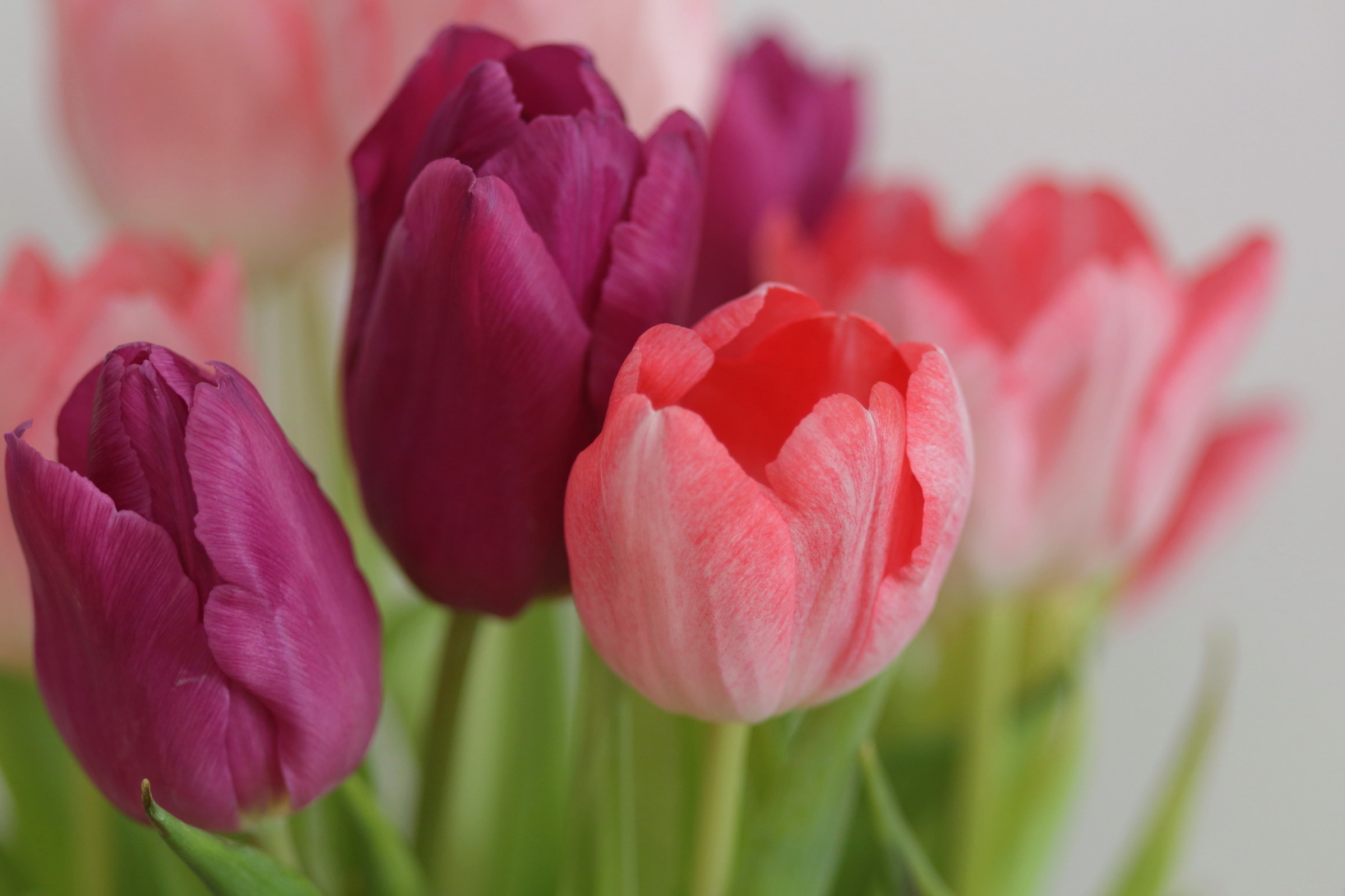 softness in the colors