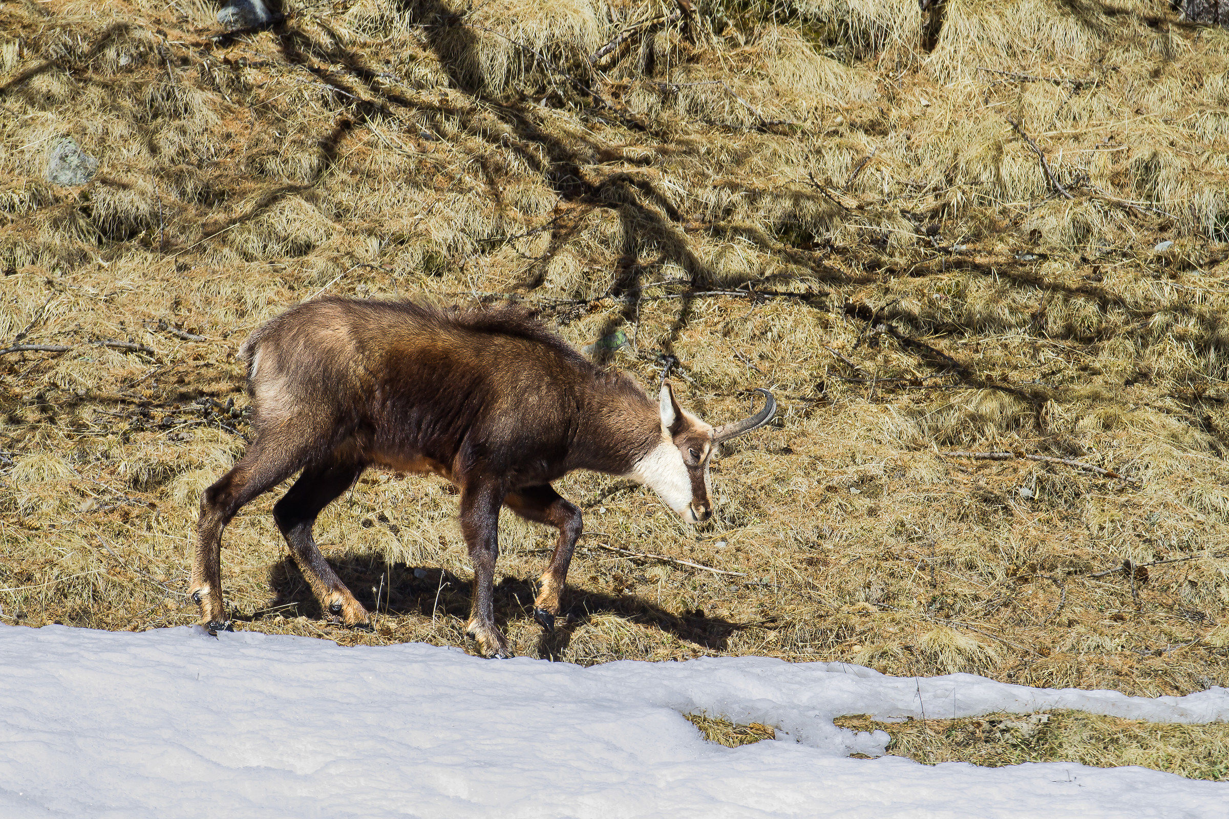 Chamois on the slopes of Val Roseg