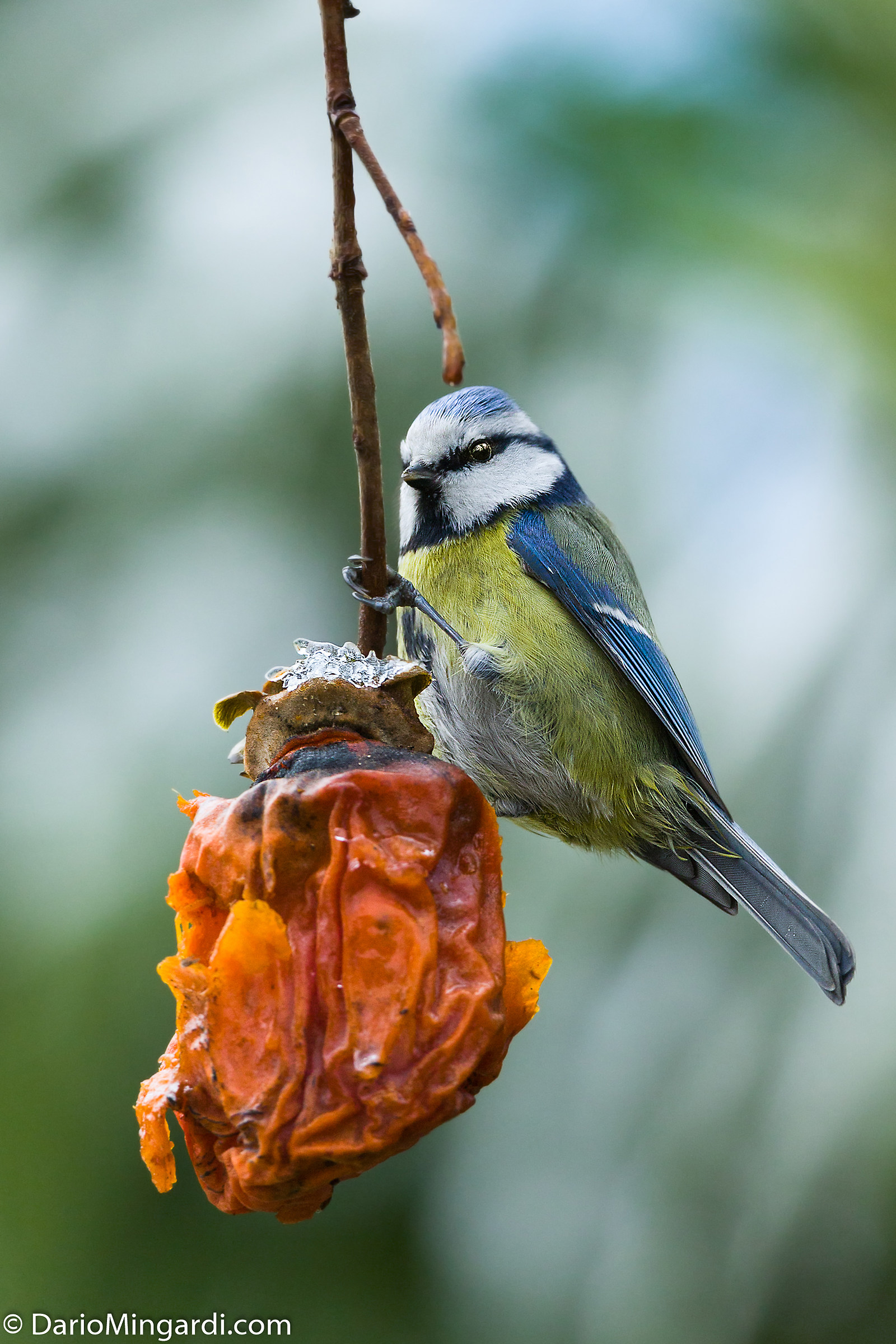 Tit on persimmon