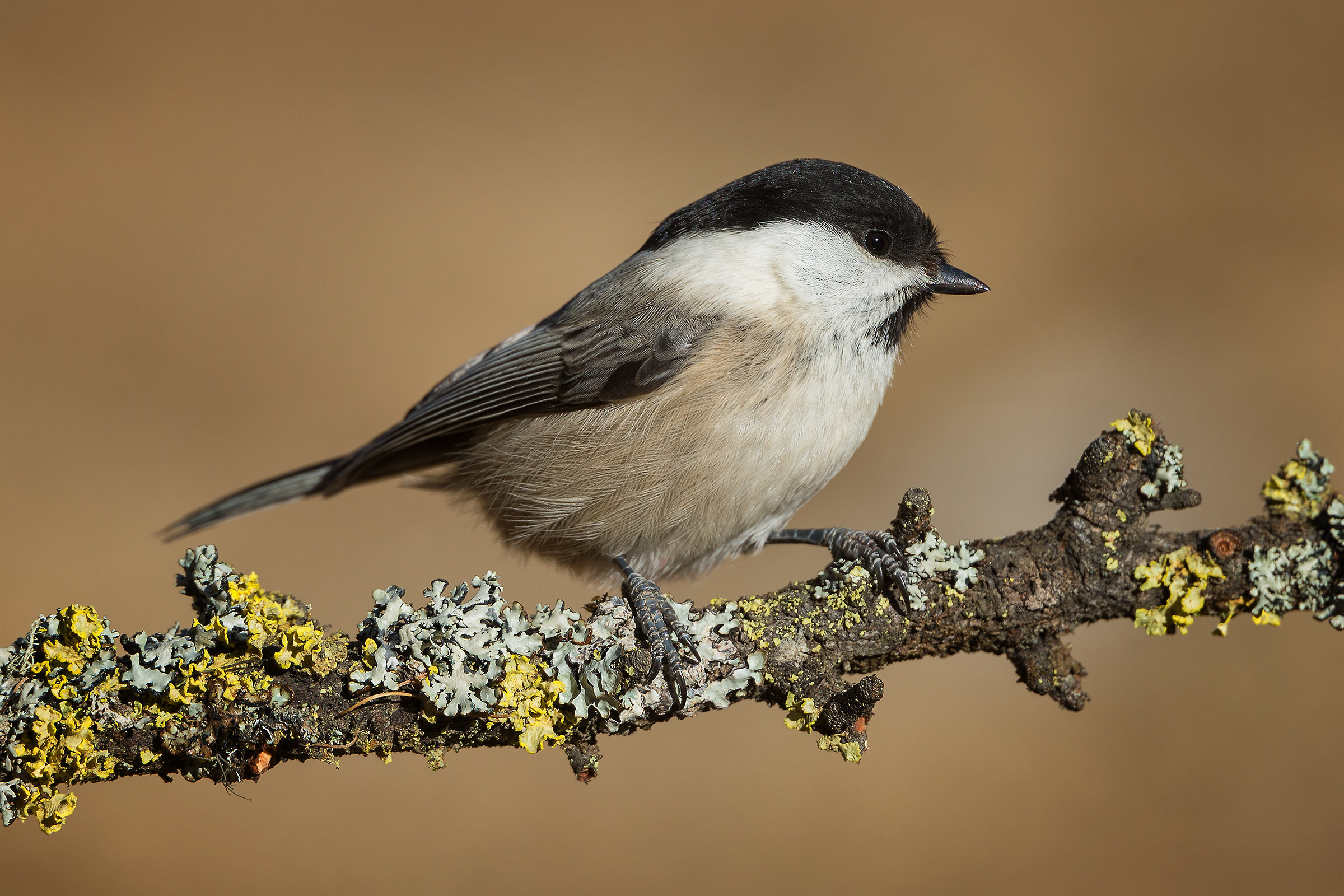 Marsh Tit