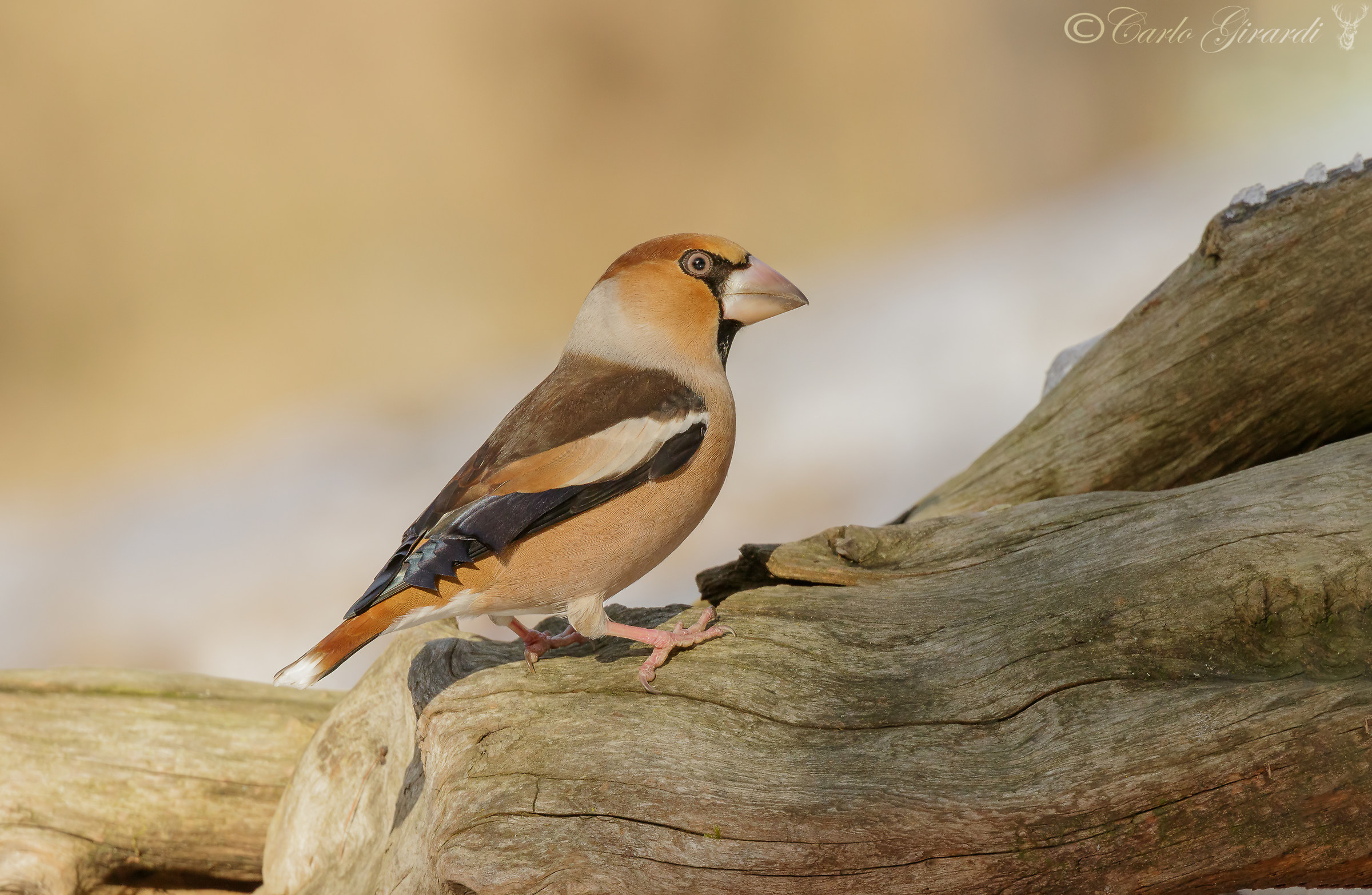 Mi metto in posa.  Coccothraustes