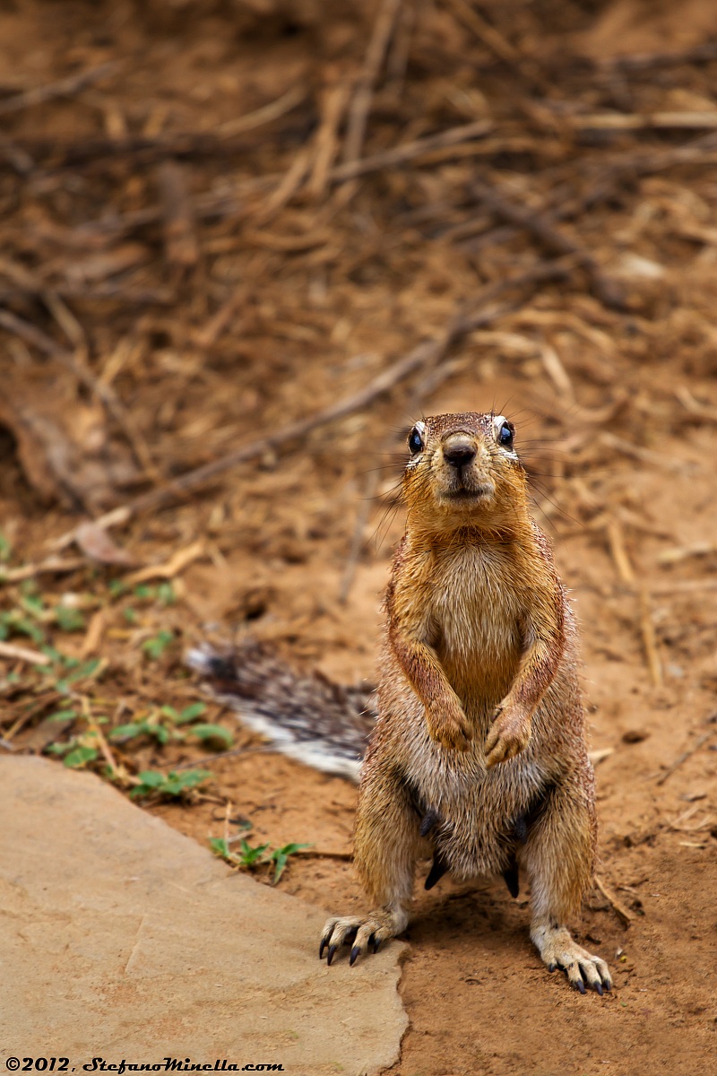 Scoiattolo Interessato