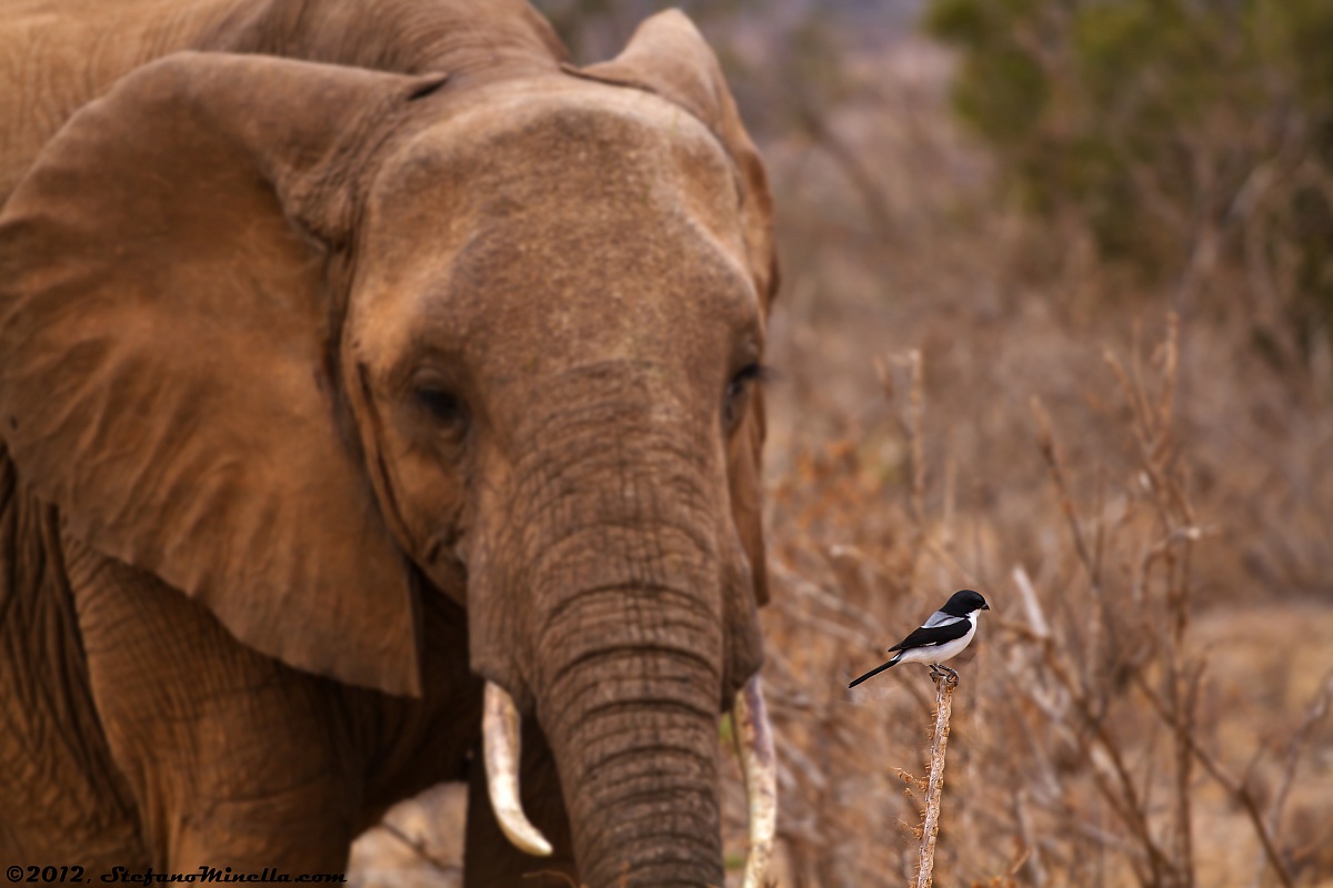 Averla Dorso Nero con Elefante