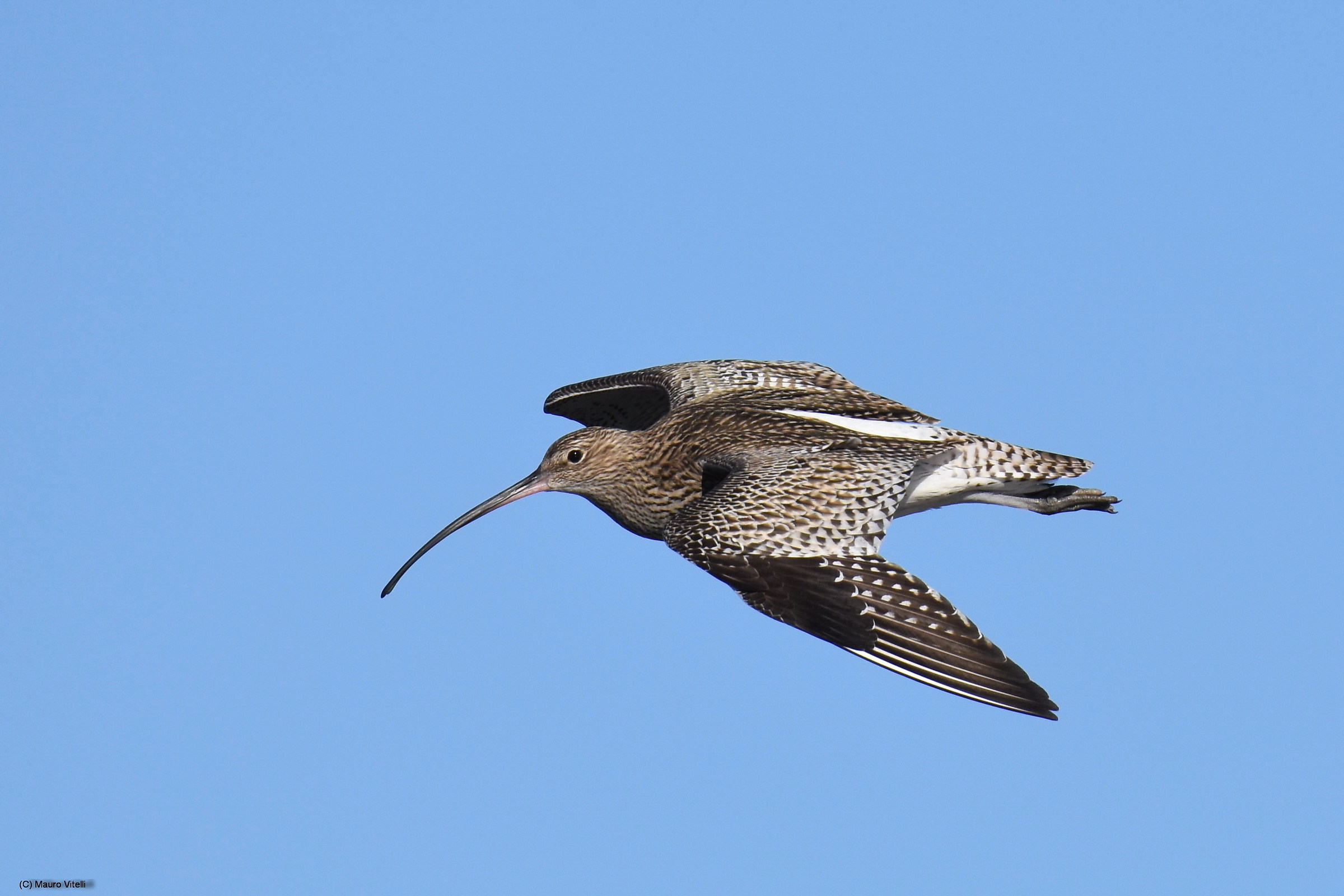 Major curlew in flight