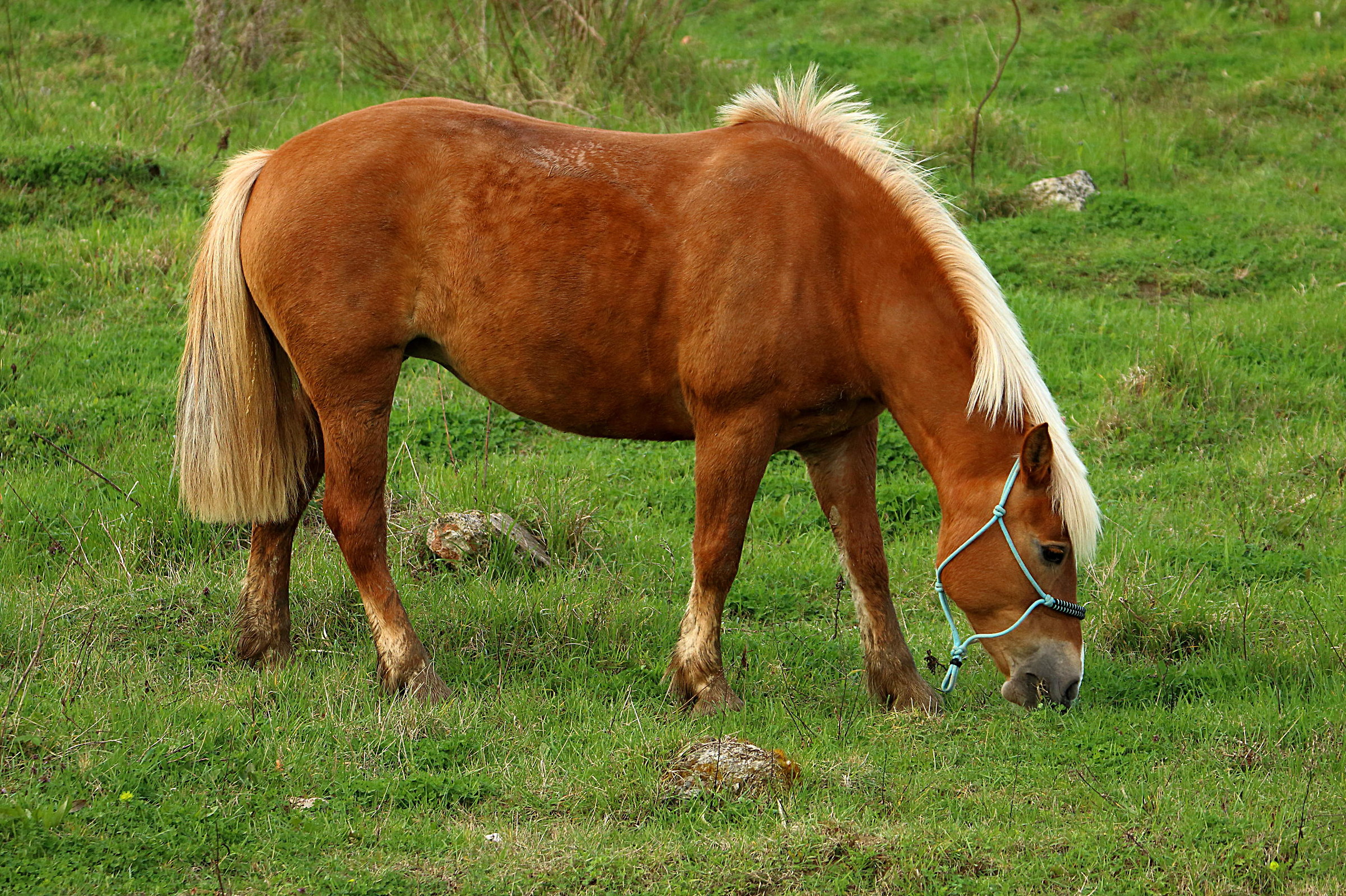 Beautiful horse grazing