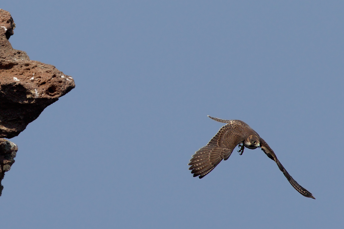 Pellegrino giovane spicca il volo dalla falesia