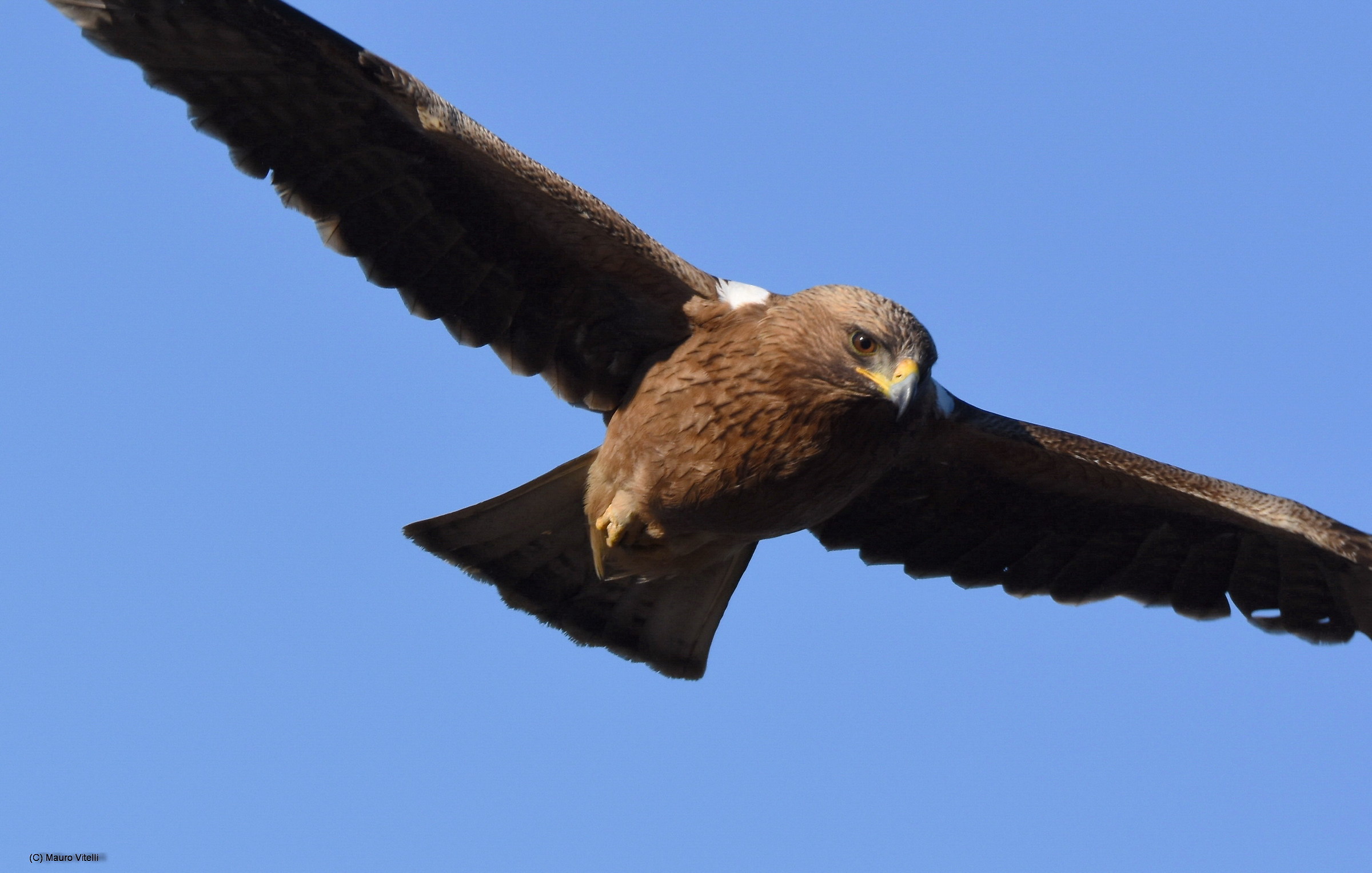 Minor Eagle (Aquila pennata) Very close !!!