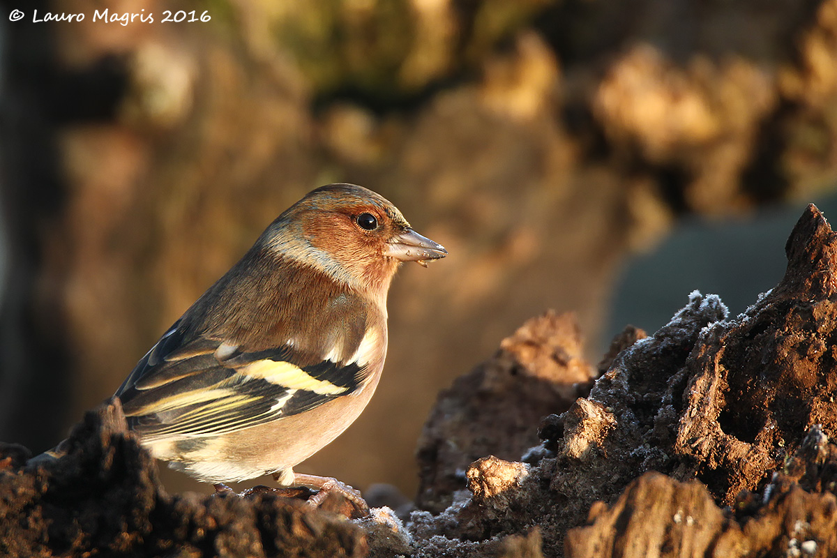 Il fringuello e la brina