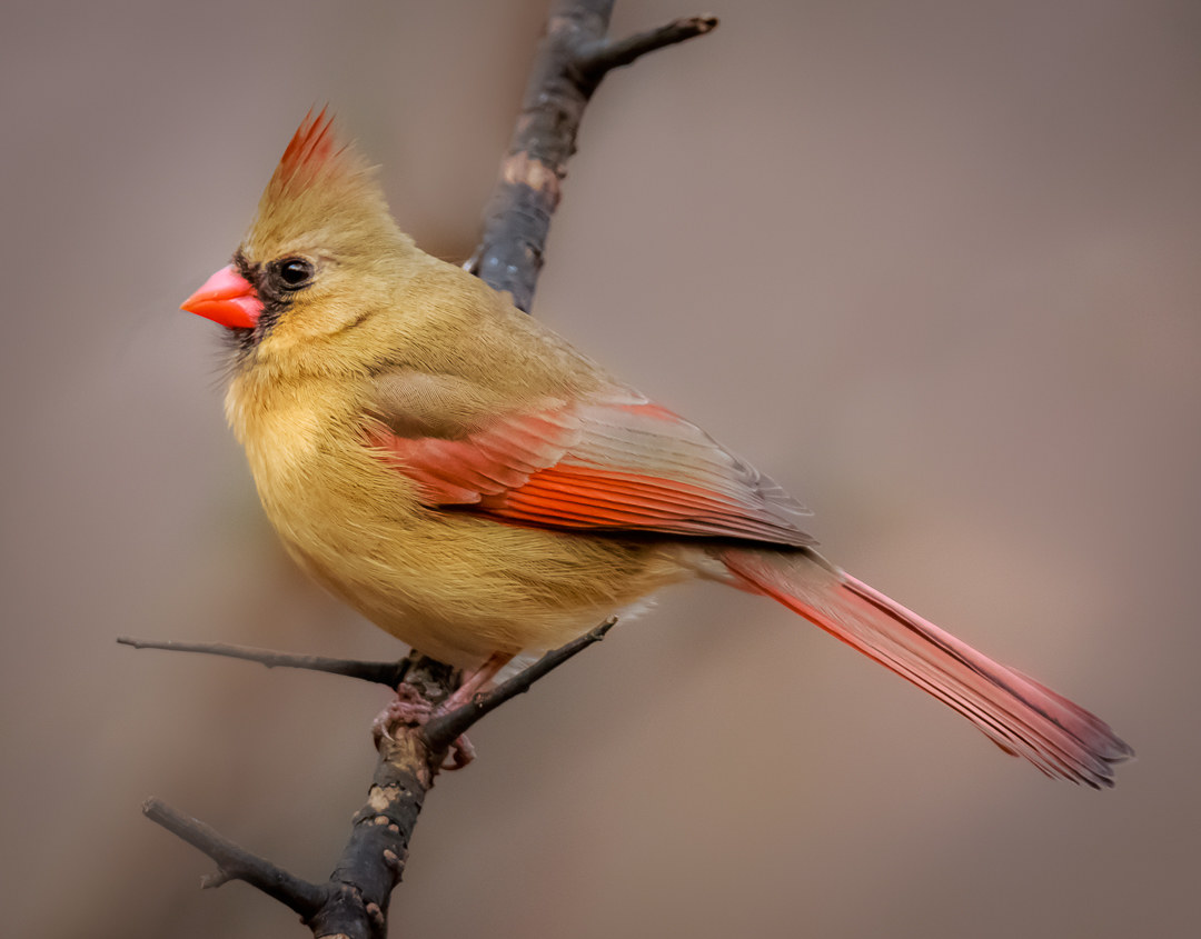 Female Northern Cardinal