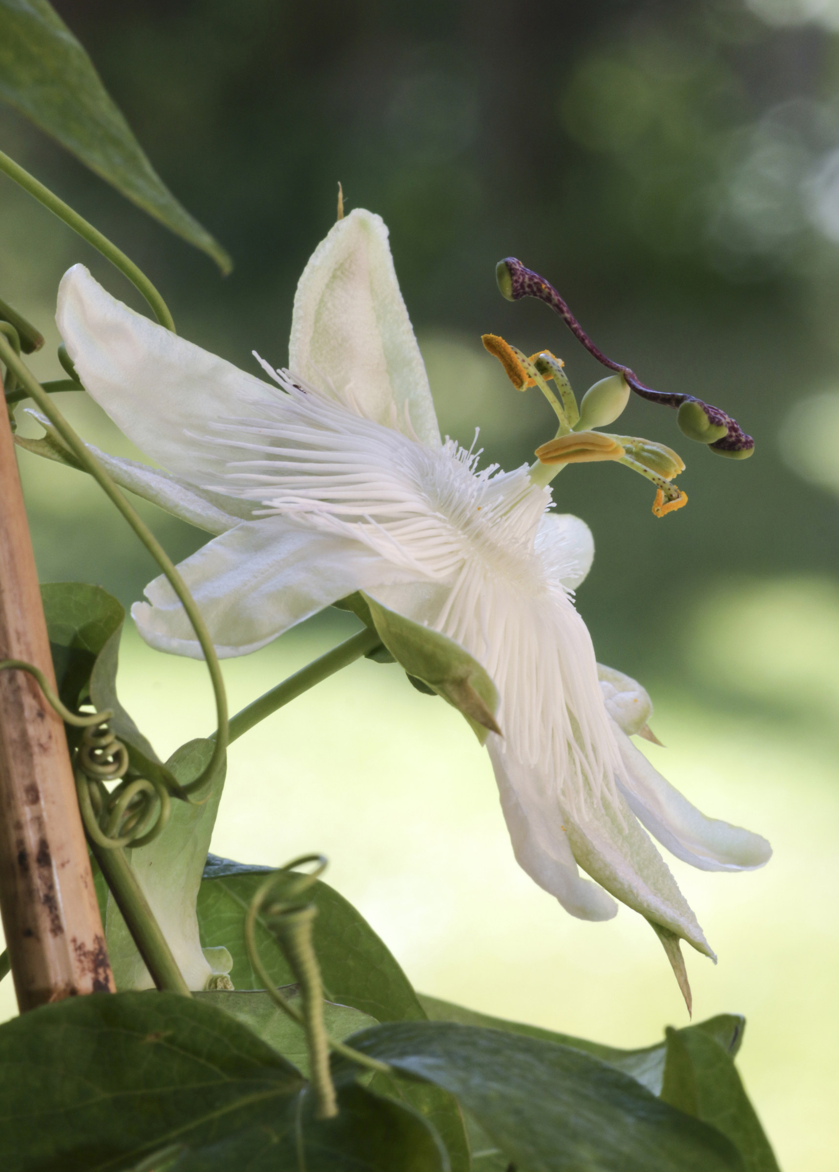 Passiflora