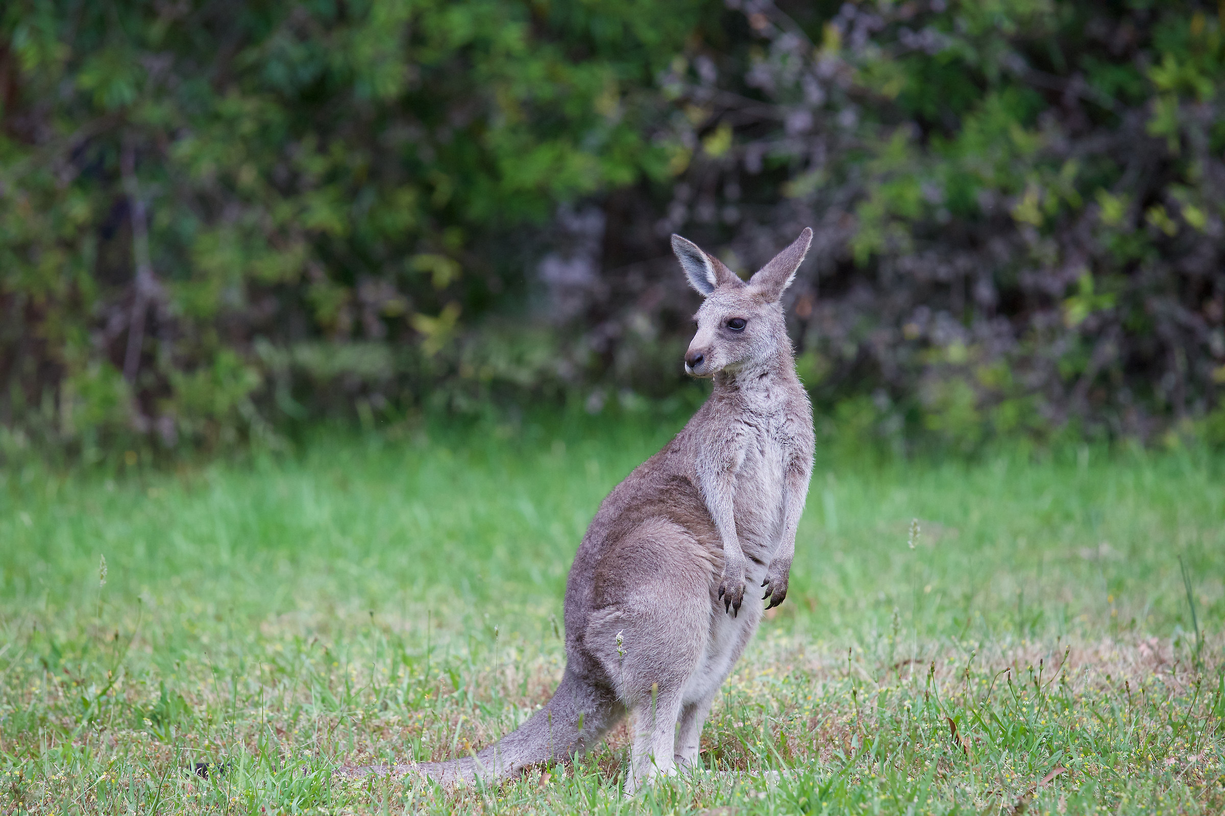 Kangaroo