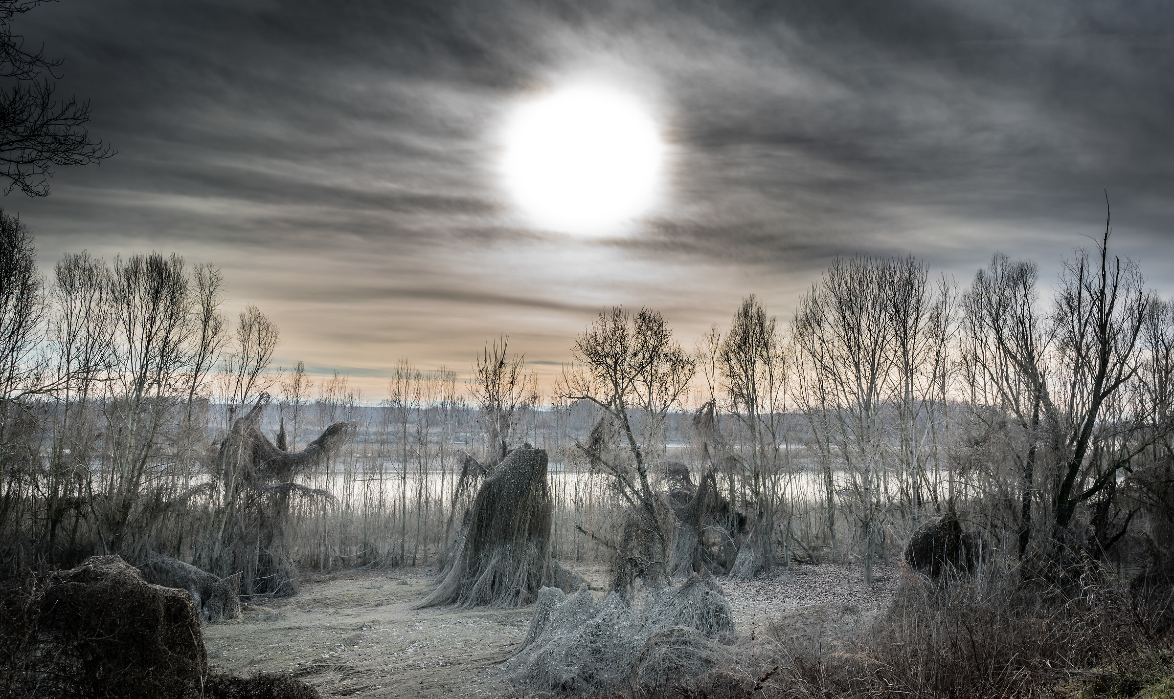 Wind and sun darkness' nature dancing ...... !!!!