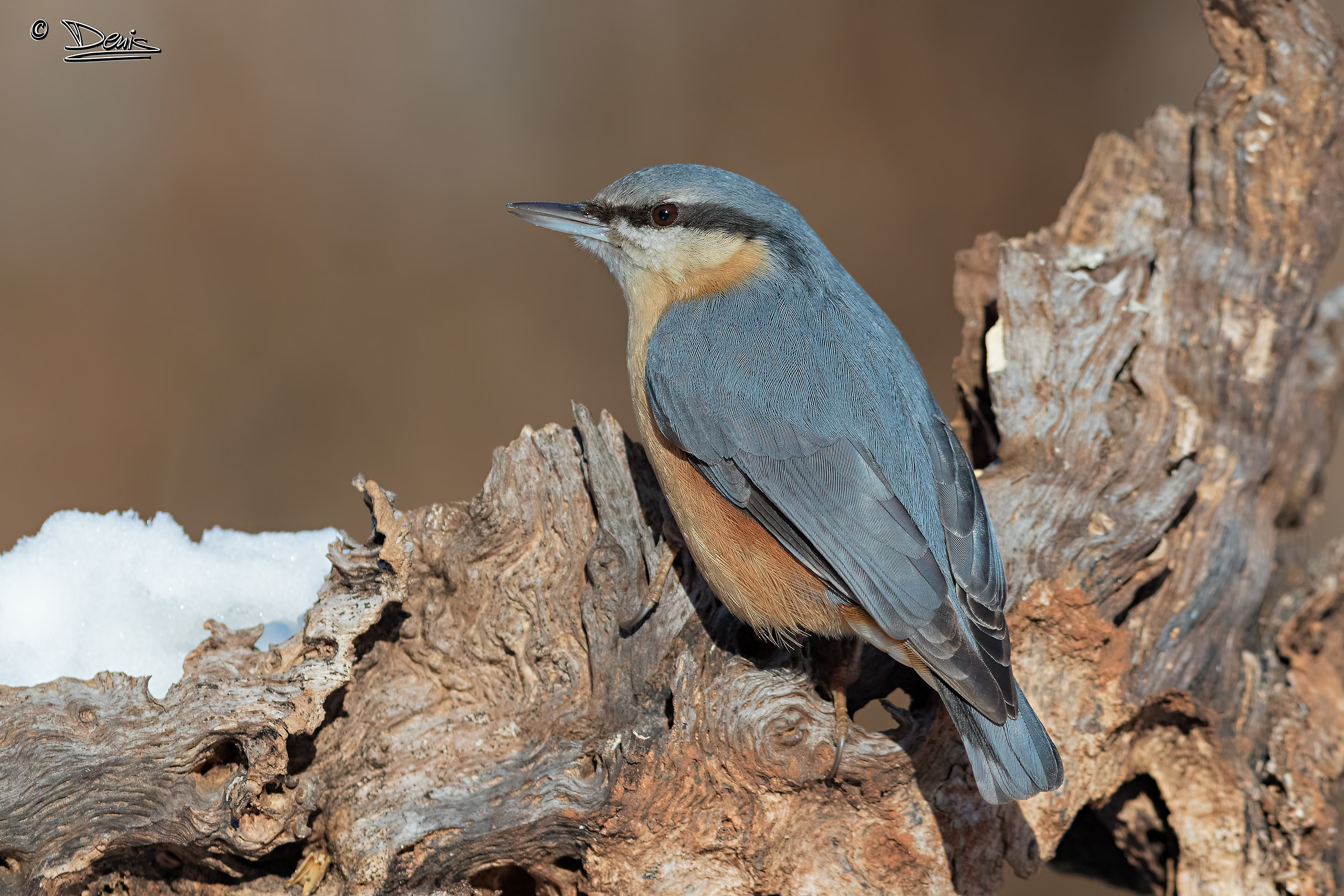 nuthatch