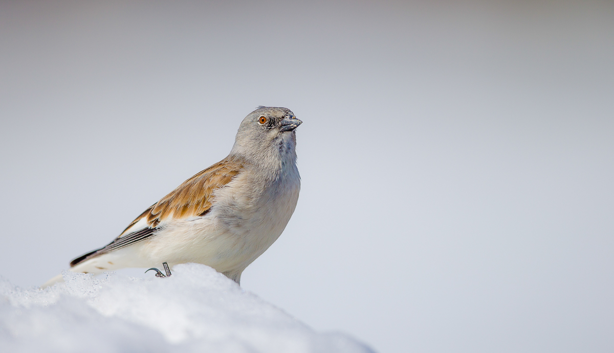 Waiting for the first snowfall