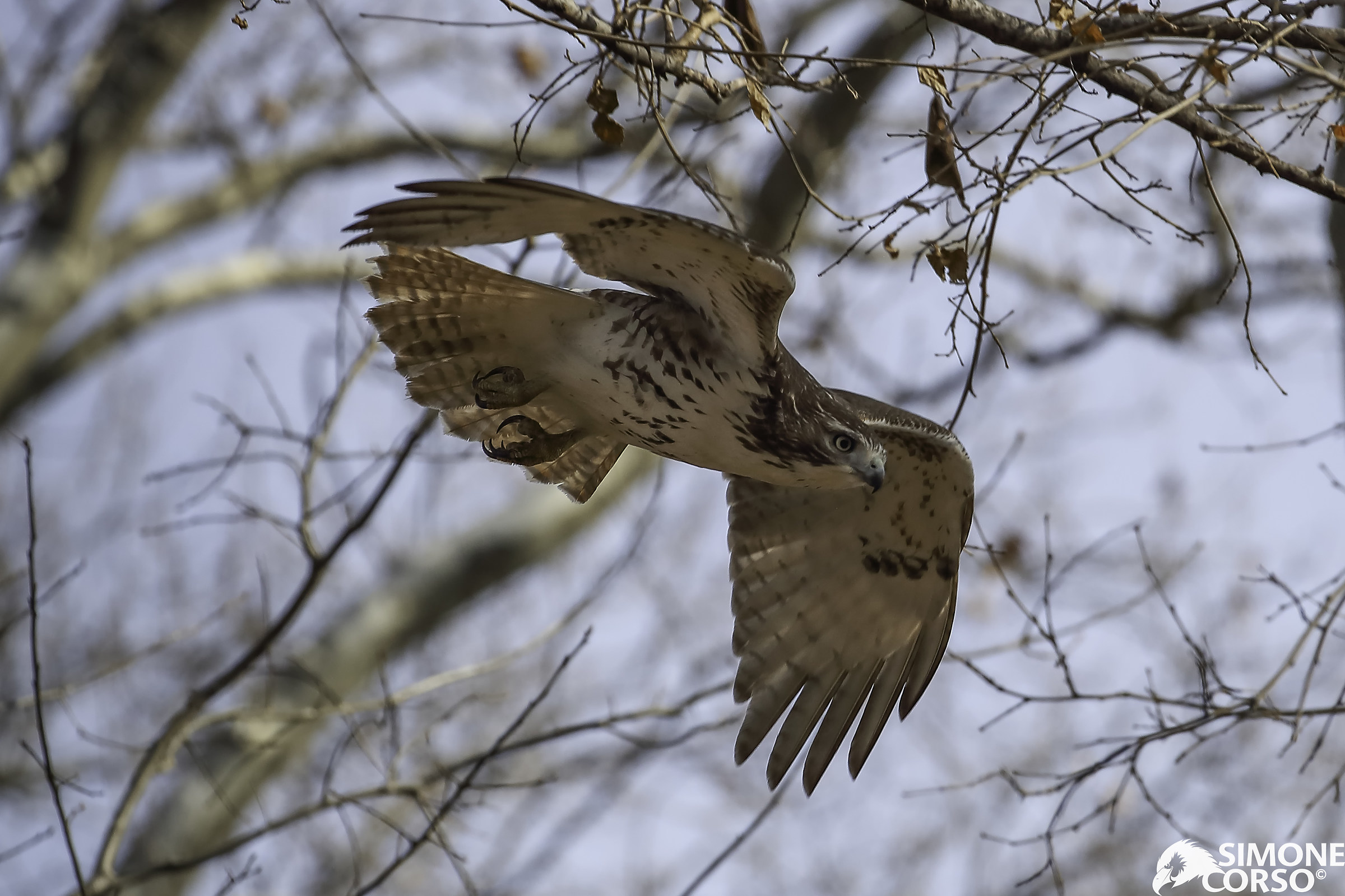 Camie - the Red Hawk