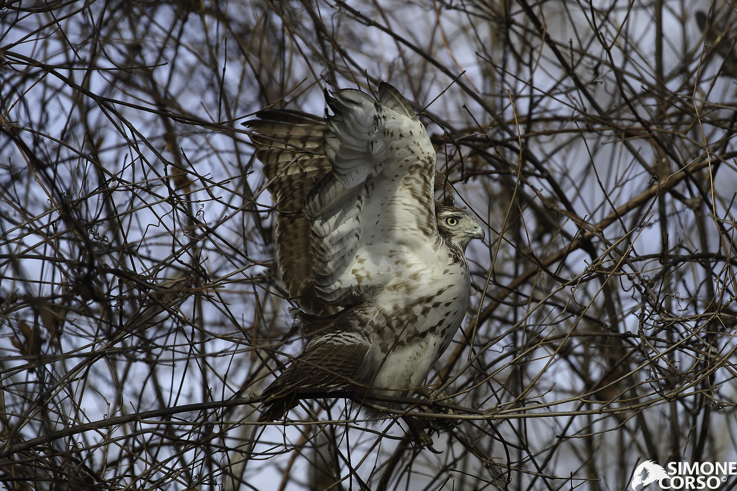 Camie - the Red Hawk