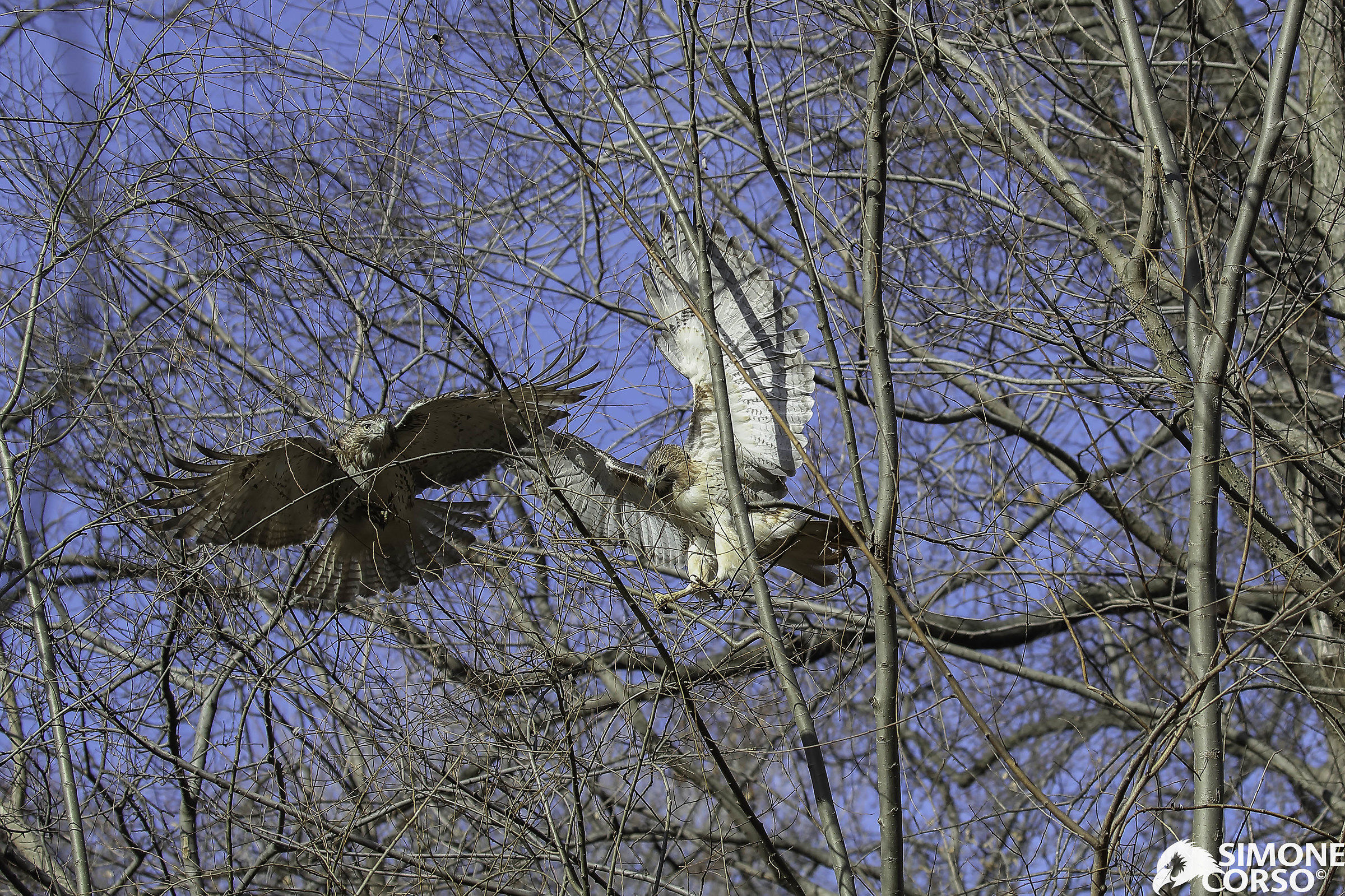 Camie - the Red Hawk