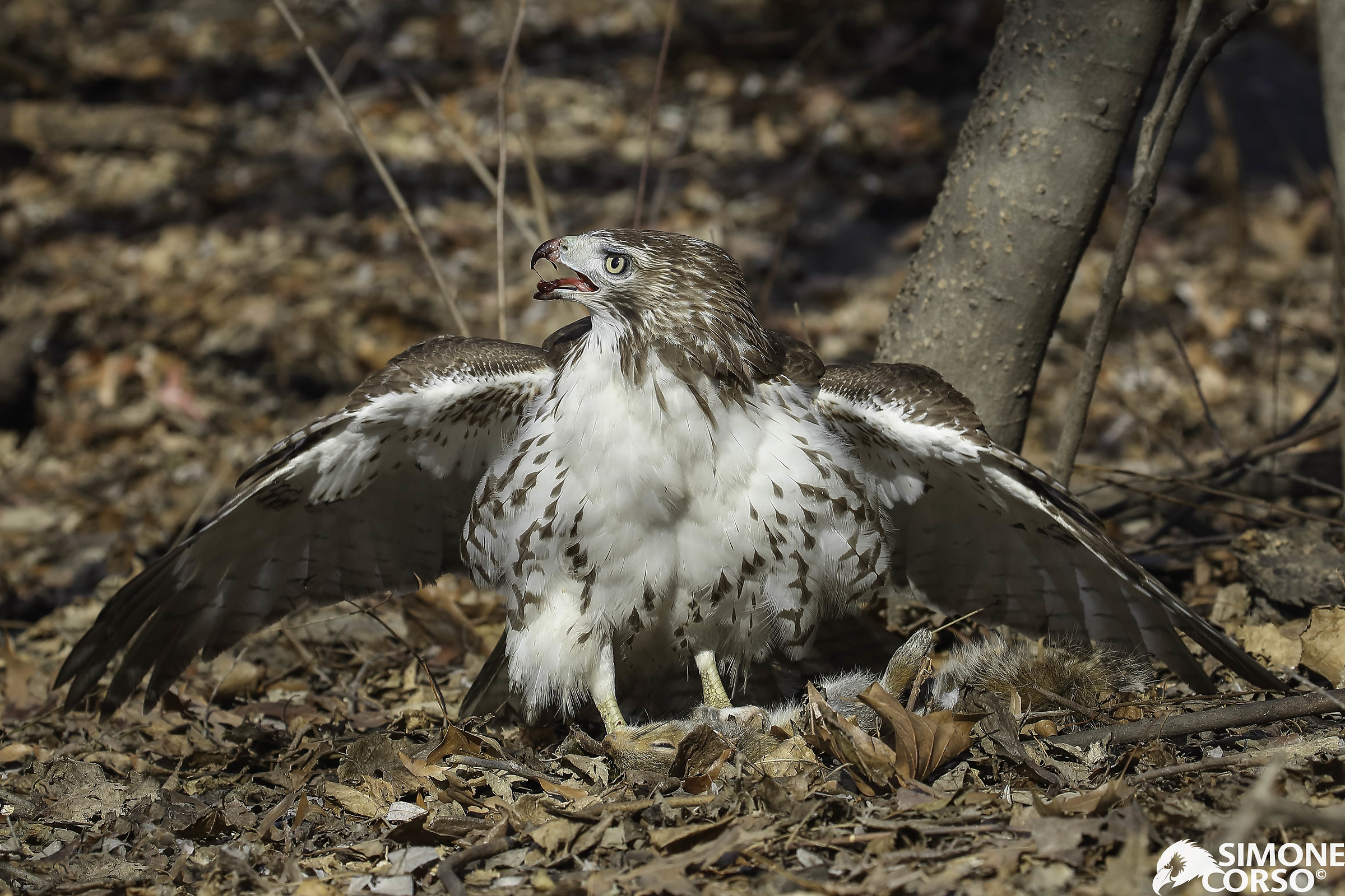Camie - the Red Hawk