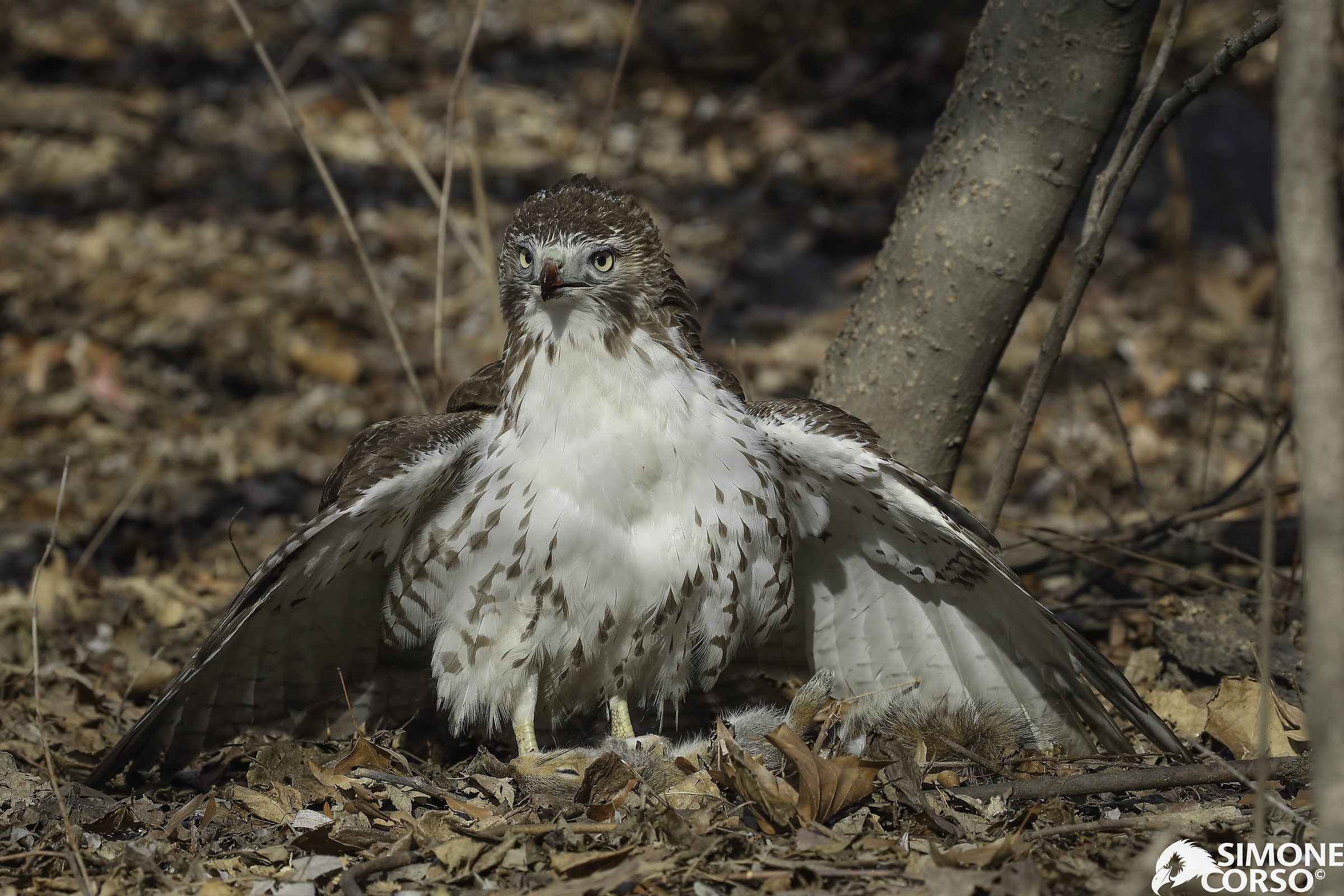 Camie - Red tailed Hawk