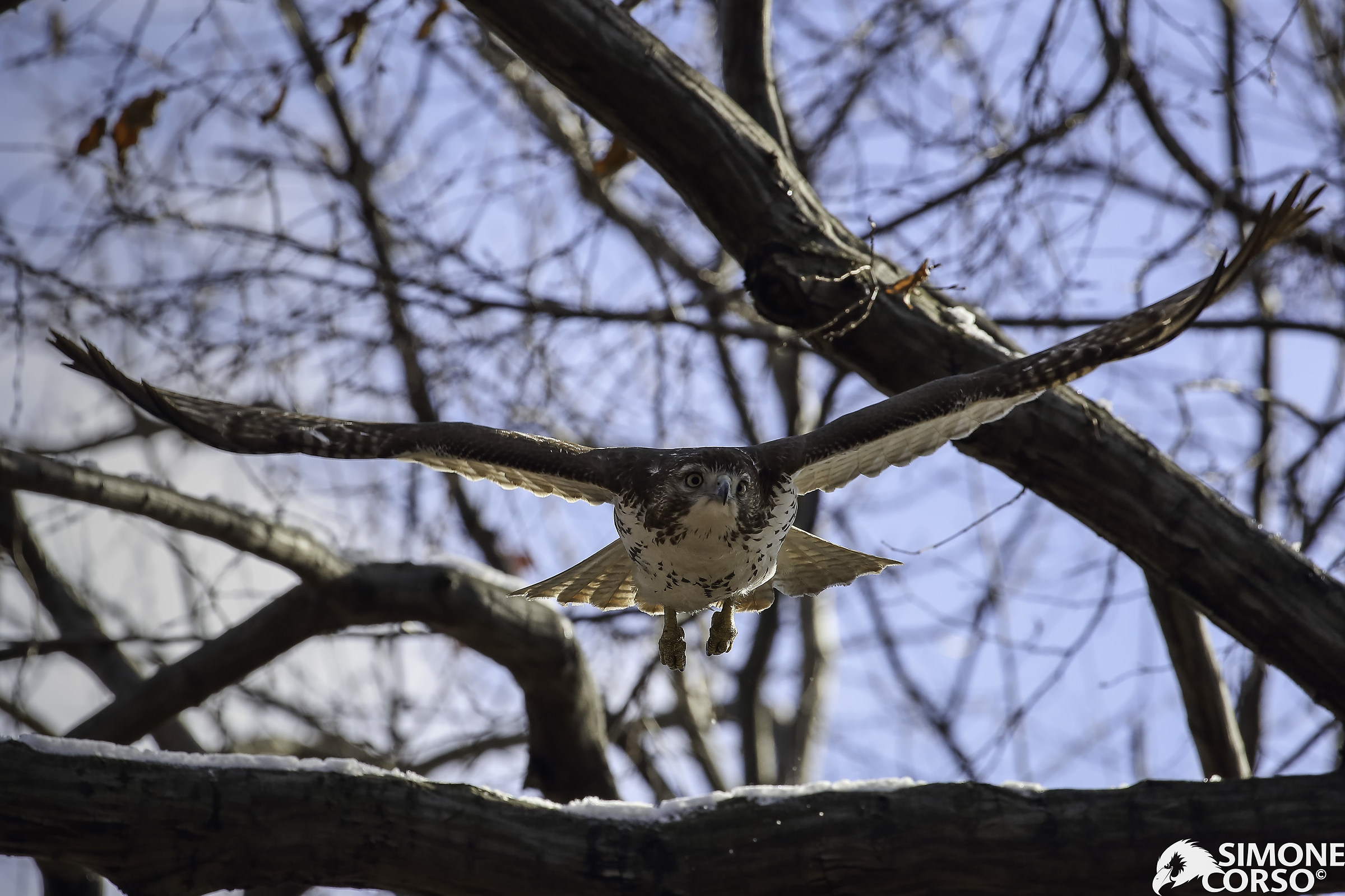 Camie - Red Tailed Hawk