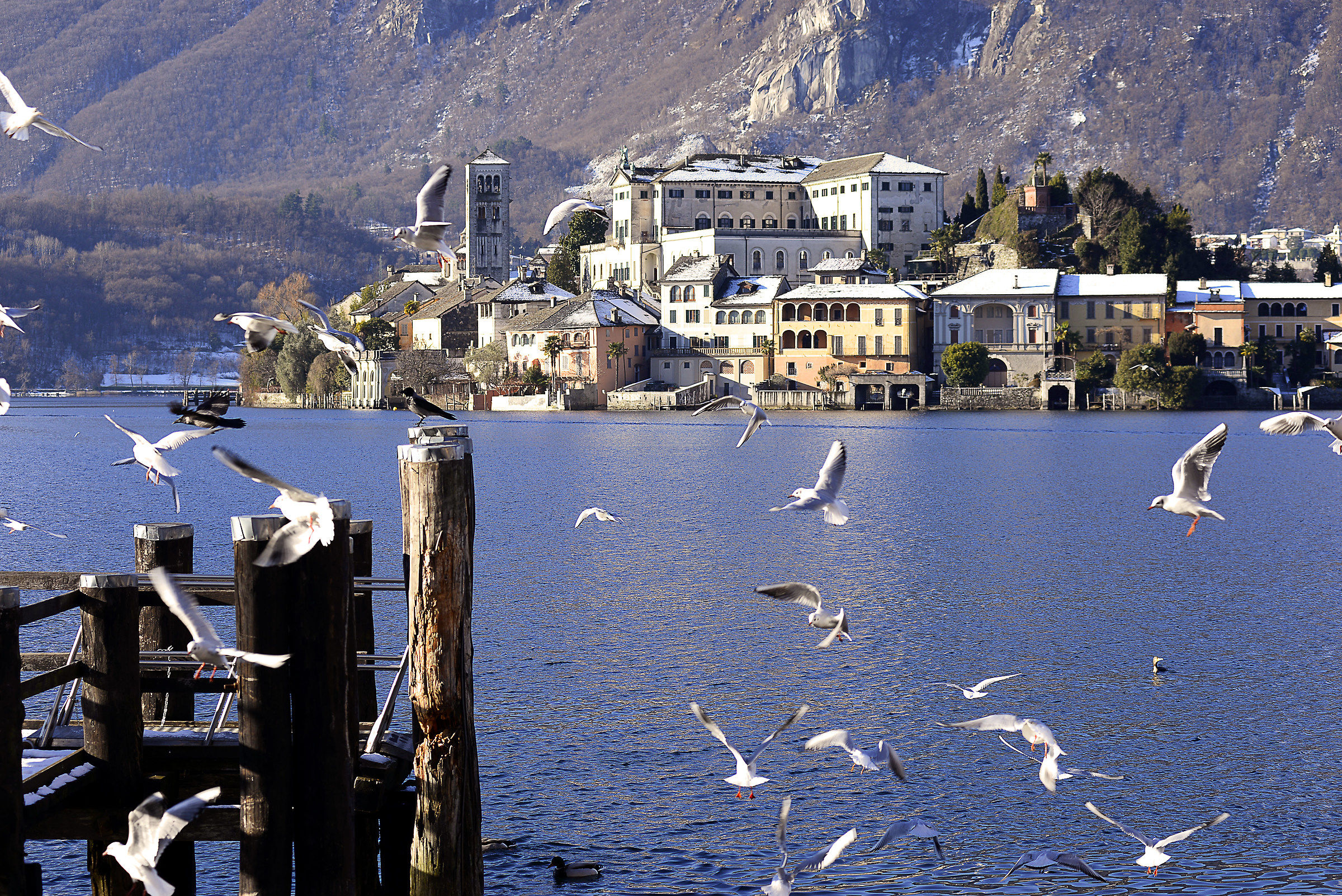 The island and its seagulls