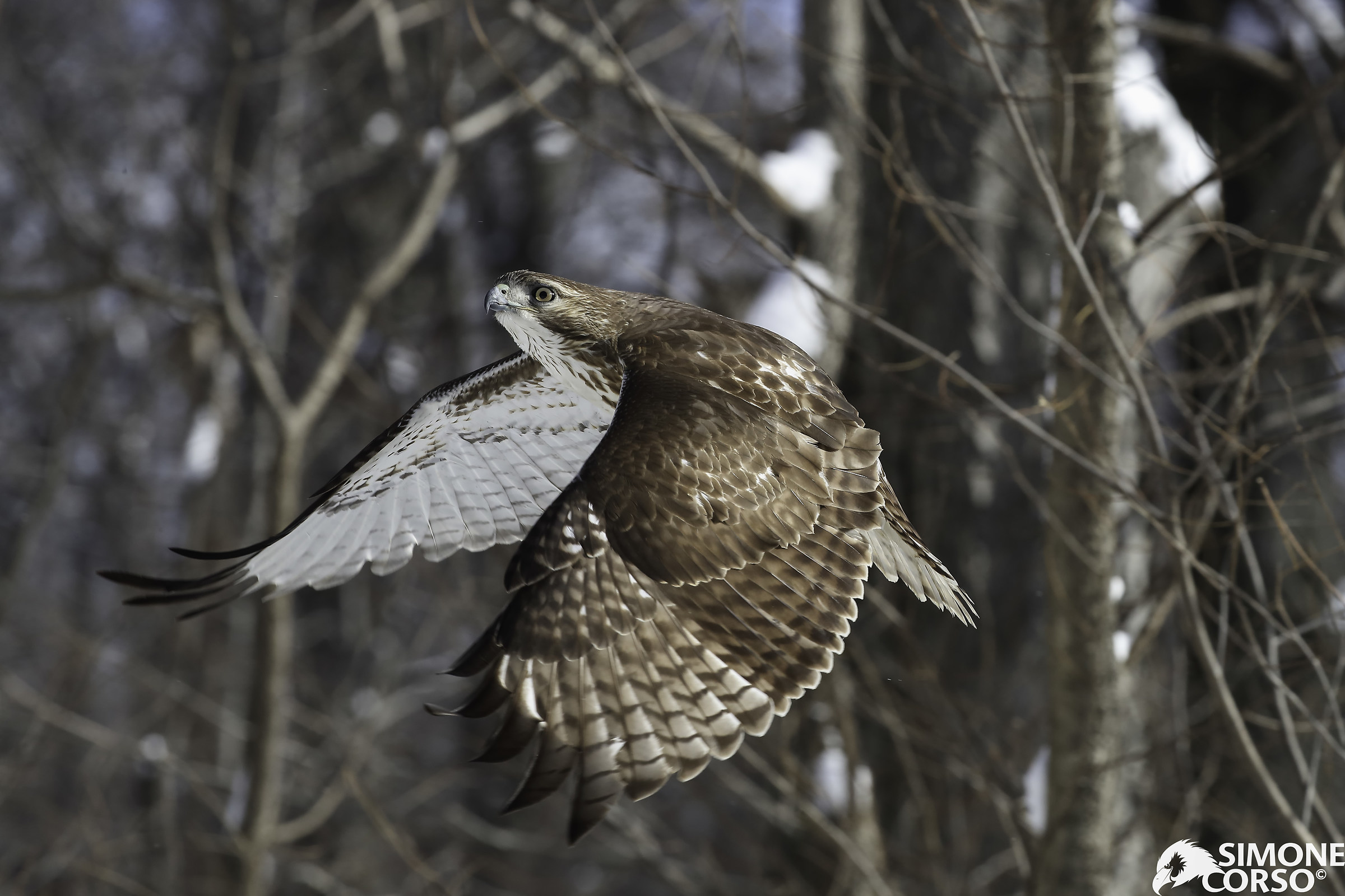 Camie - Red Tailed Hawk