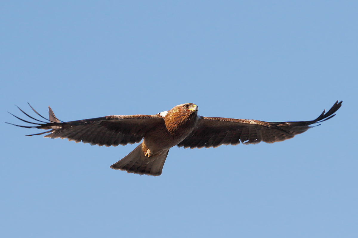 Aquila minore (morfismo scuro)