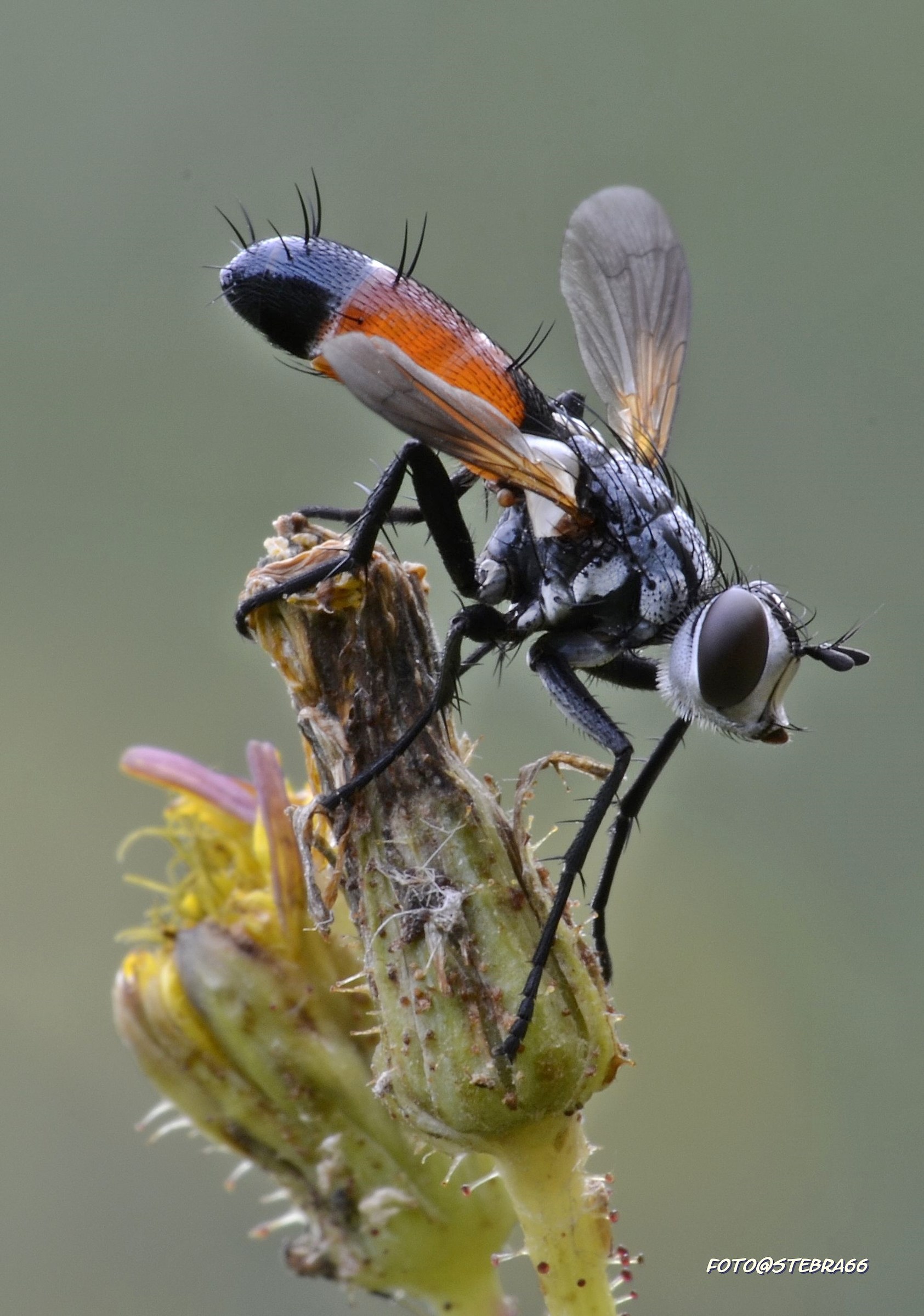 Cylindromyia bicolor