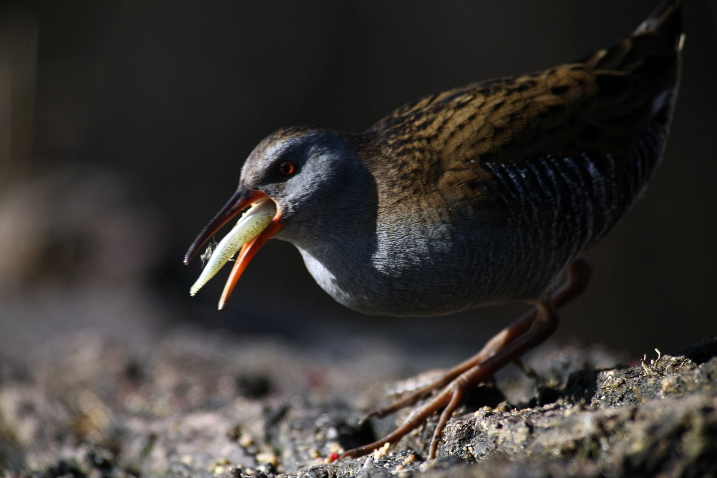 hungry water rail