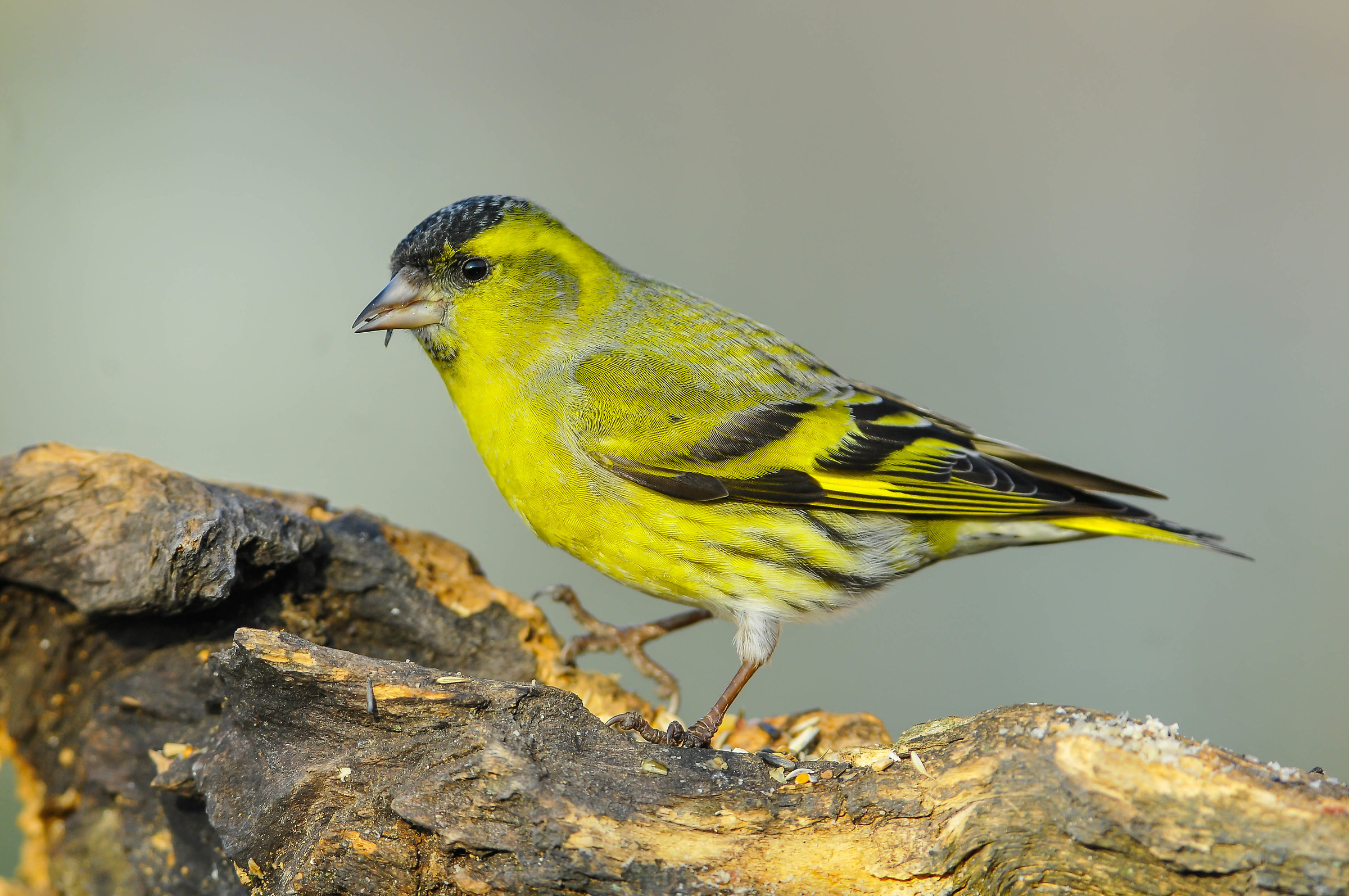 Siskin