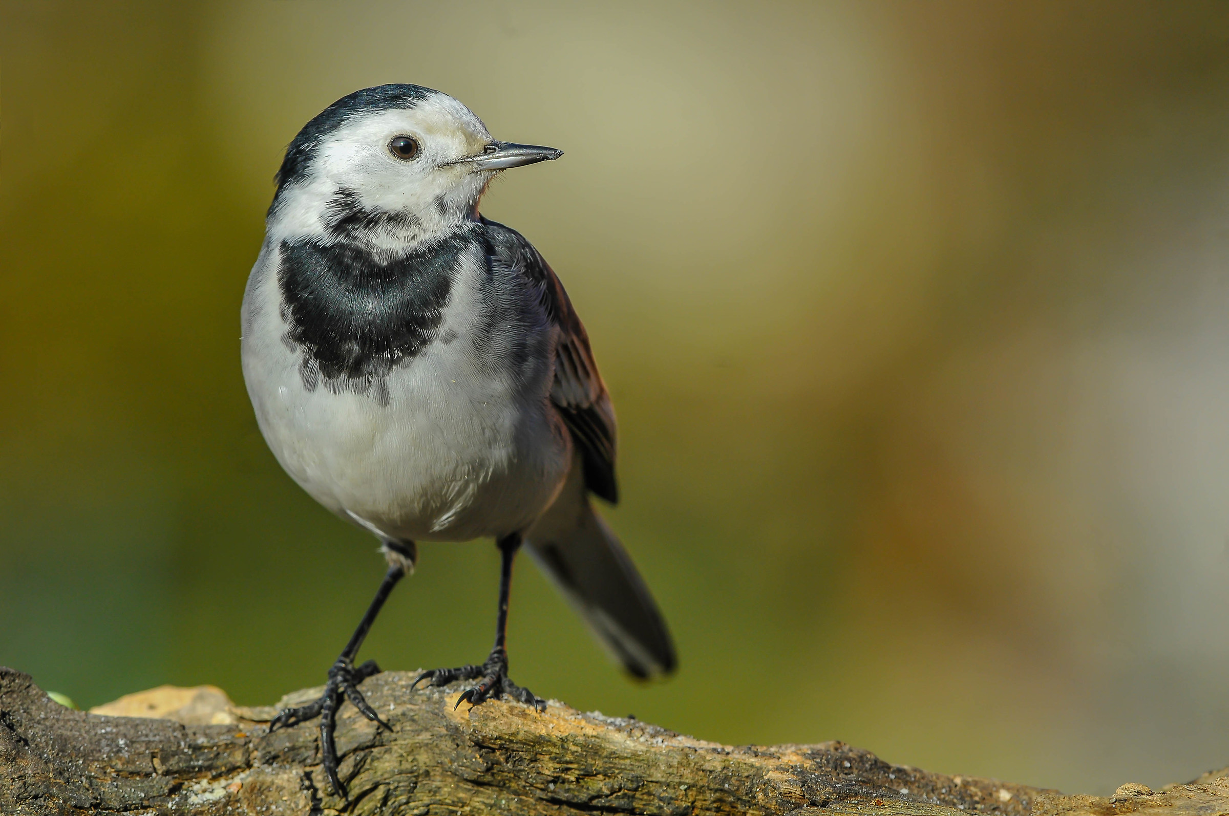white Wagtail
