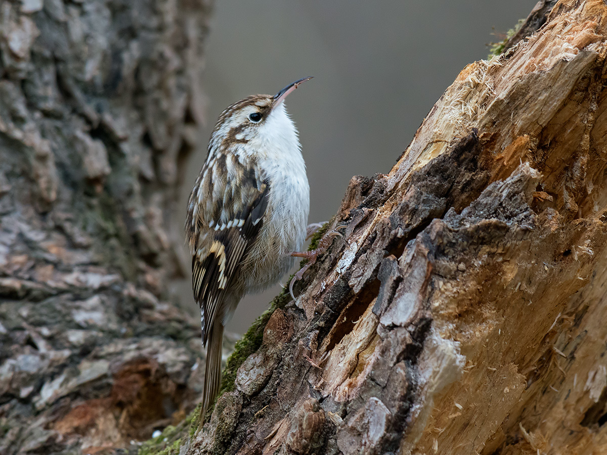 treecreeper