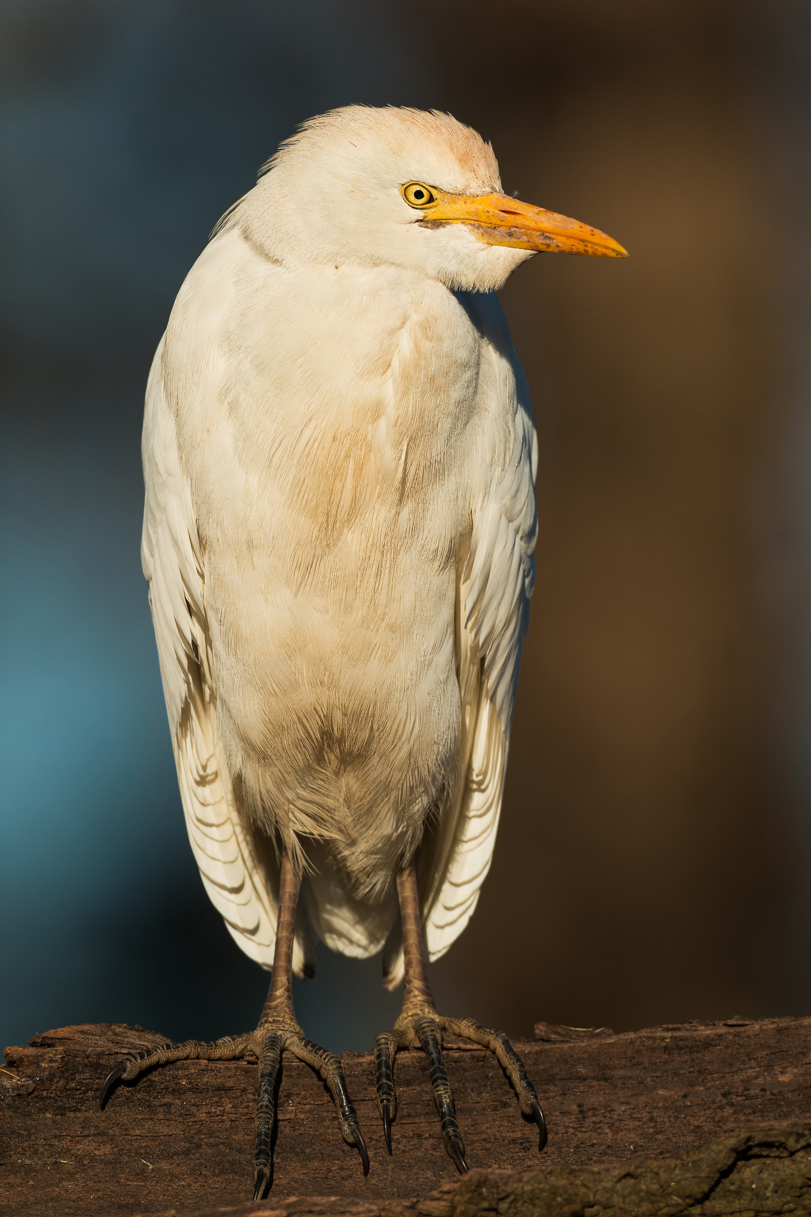 cattle egret