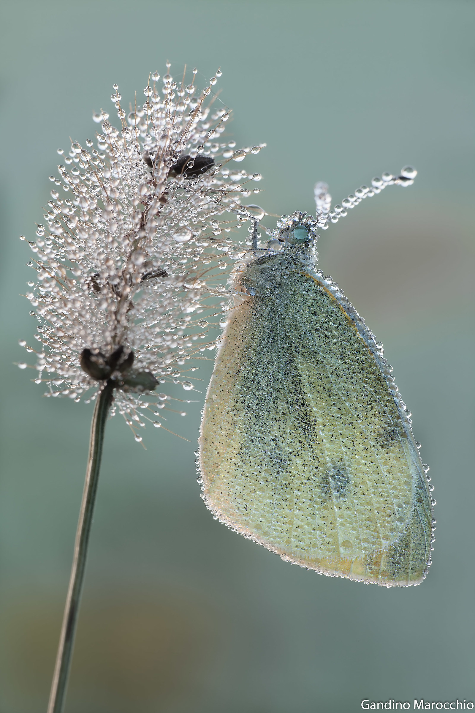 Pieris di fine ottobre