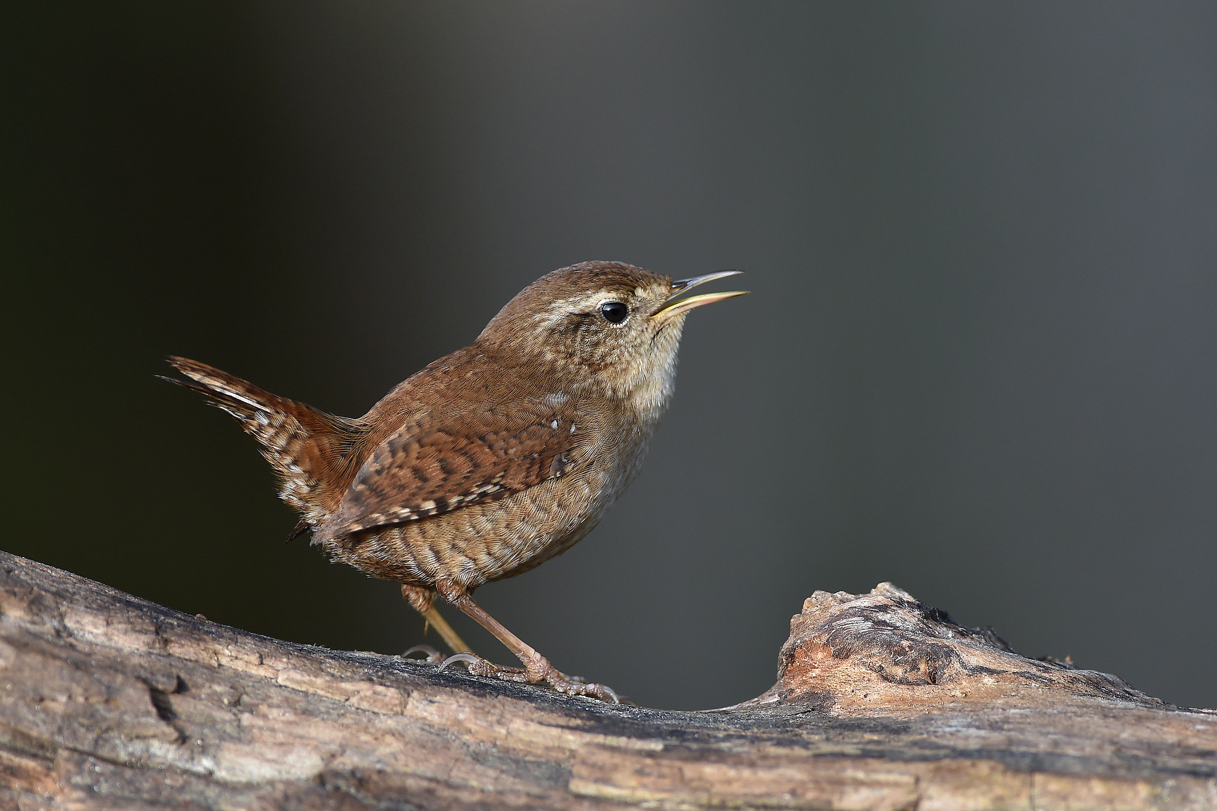 Storie di piume  7  ( Scricciolo )