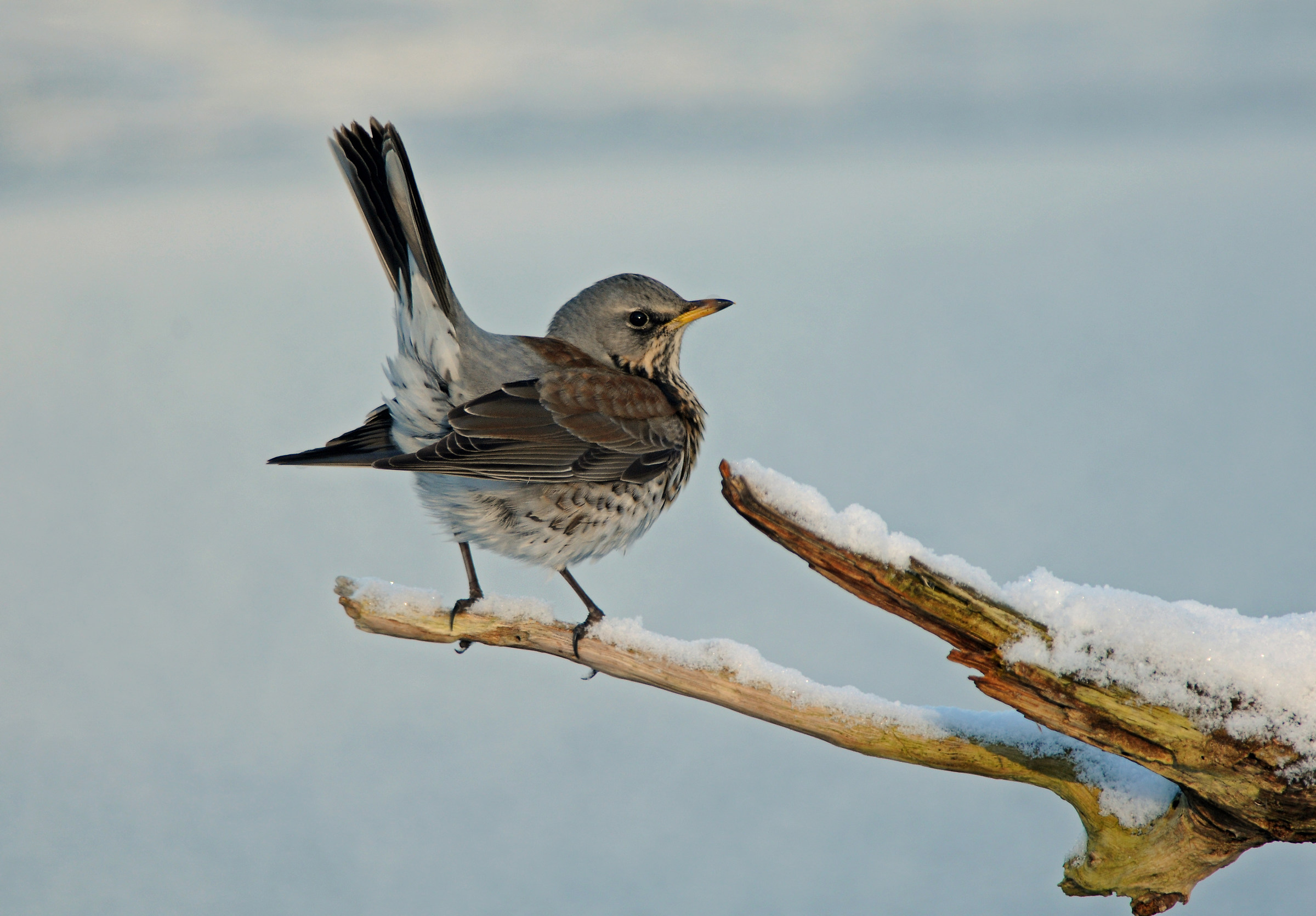 fieldfare