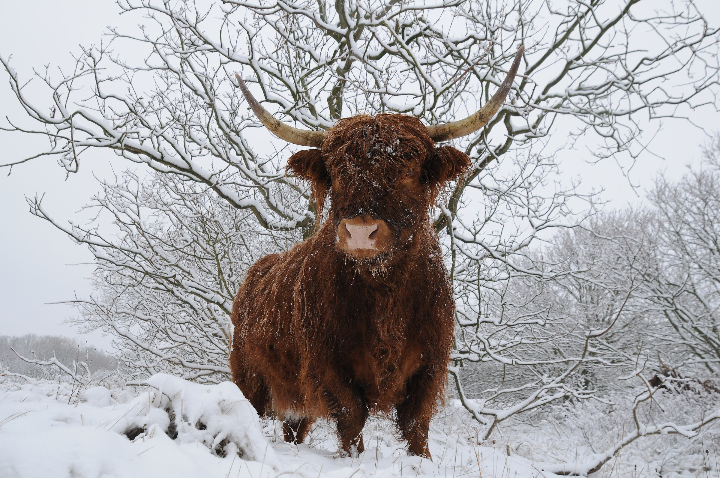 highland cattle