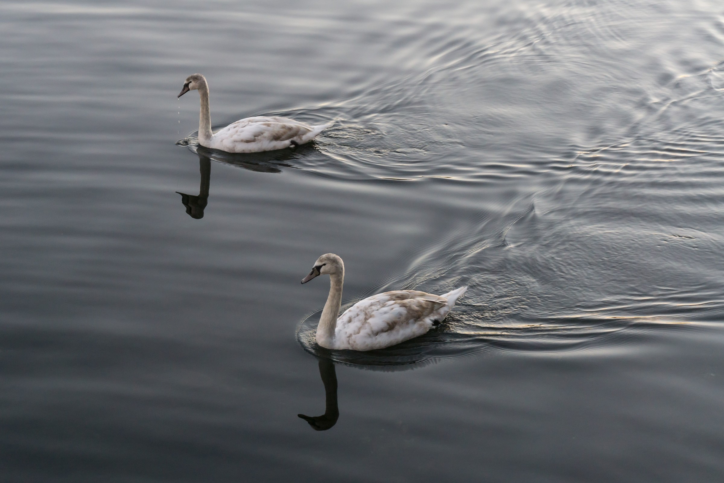 Due giovani cigni
