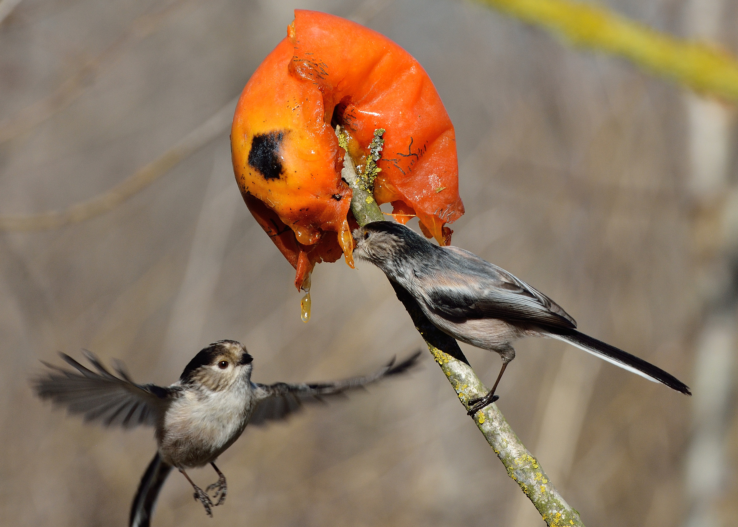 long-tailed tits attack