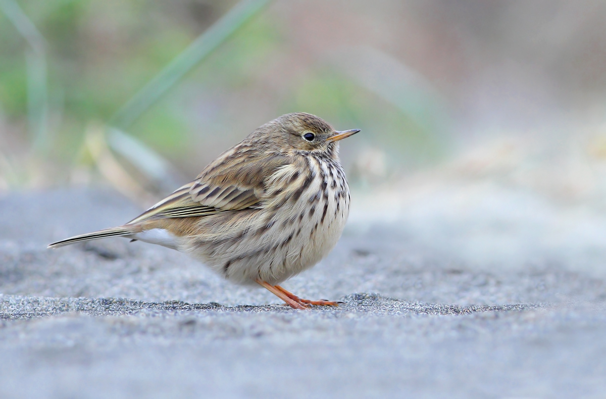 pipit