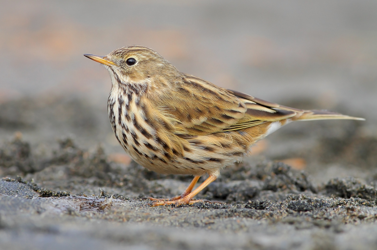 pipit